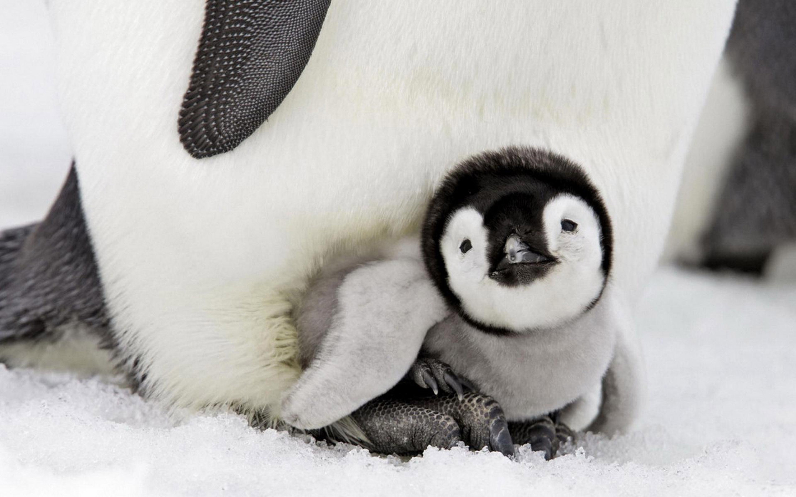 2560x1600 Penguin Baby, HD Birds, 4k Wallpapers, Images, Backgrounds, Photos and Pictures