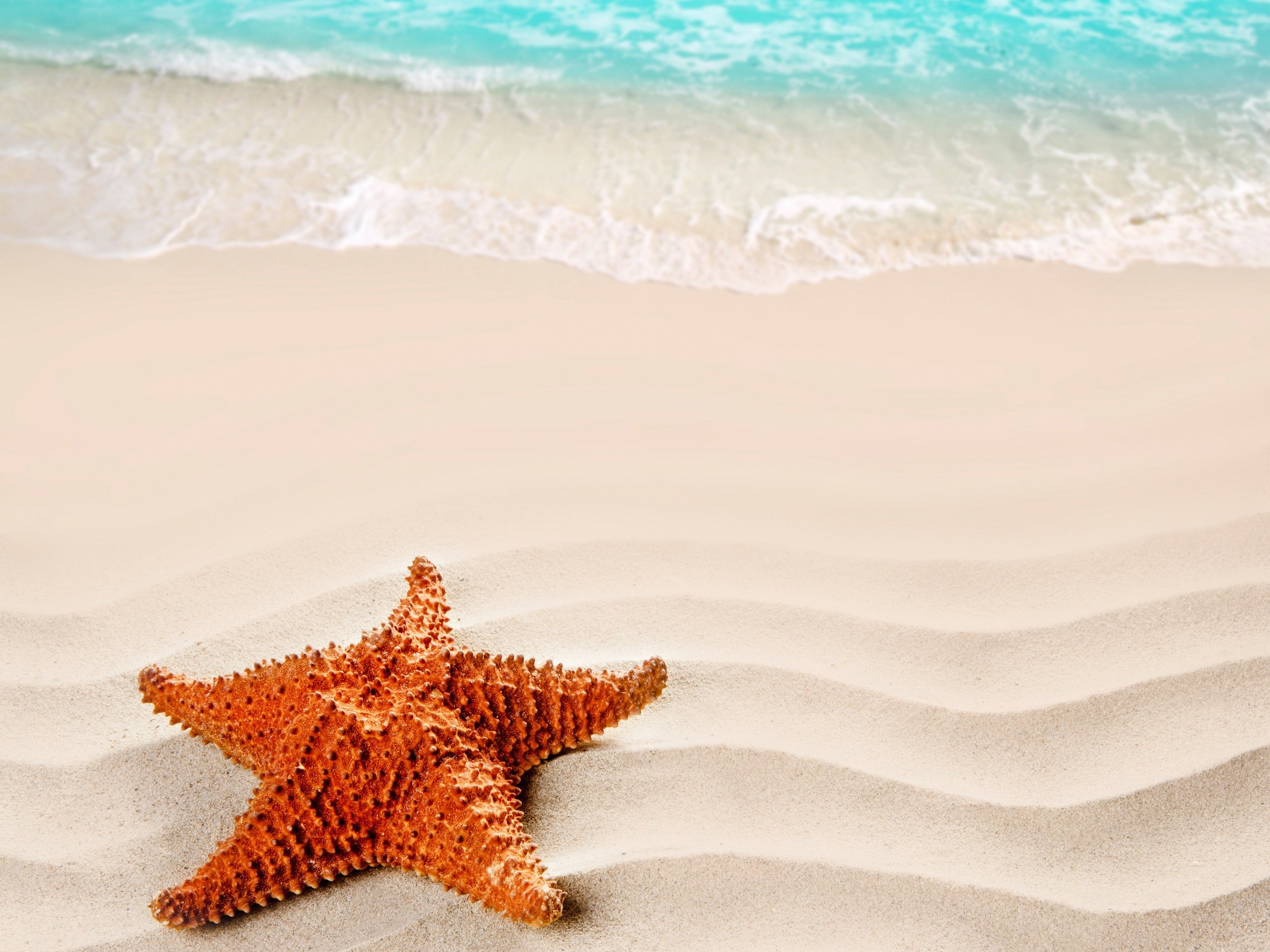 2560x1920 starfish, Ocean, Sea, Sealife, Fish, Bokeh Wallpapers HD / Desktop and Mobile Backgrounds