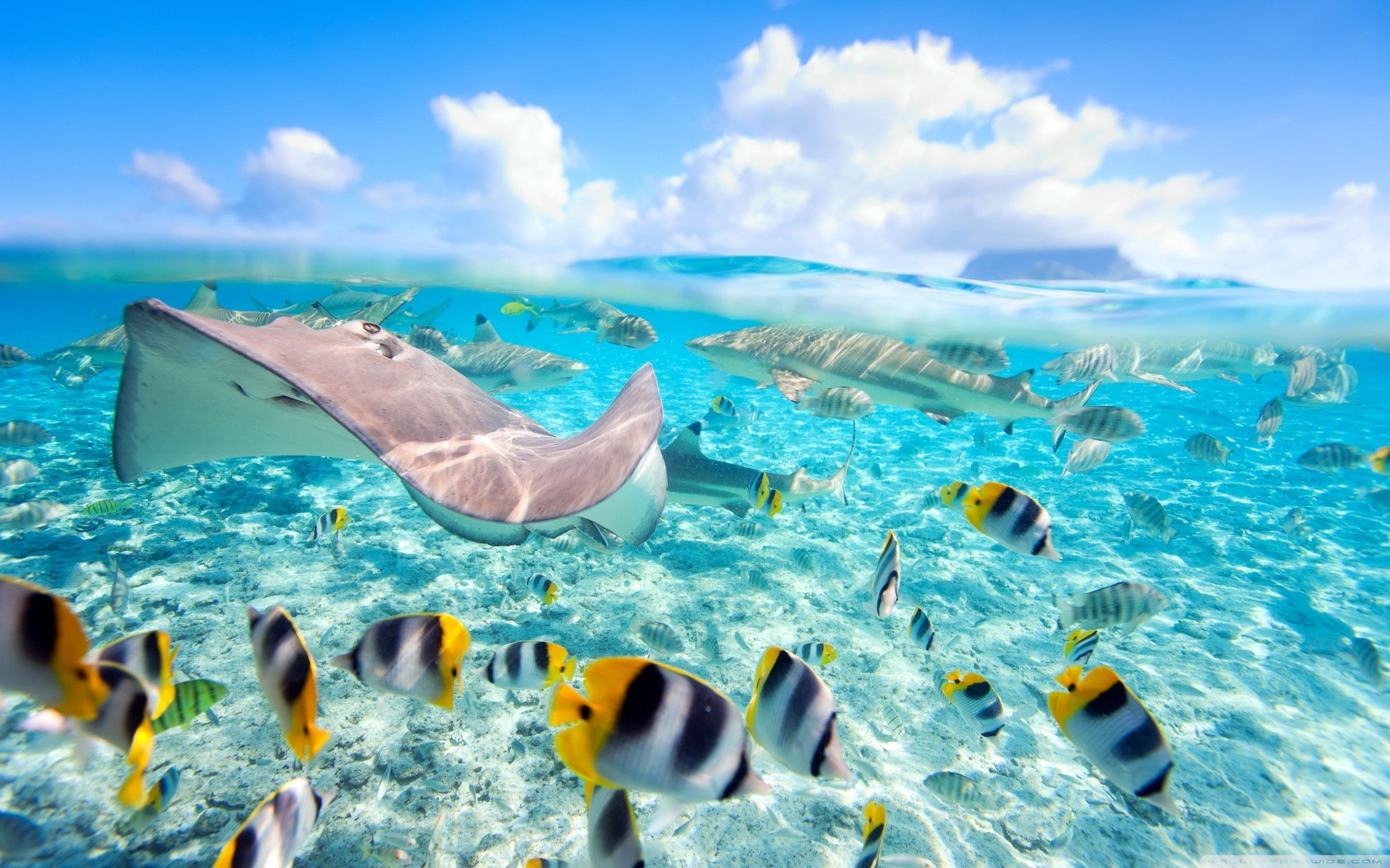2880x1800 Tropical Underwater Wallpapers Top Free Tropical Underwater Backgrounds