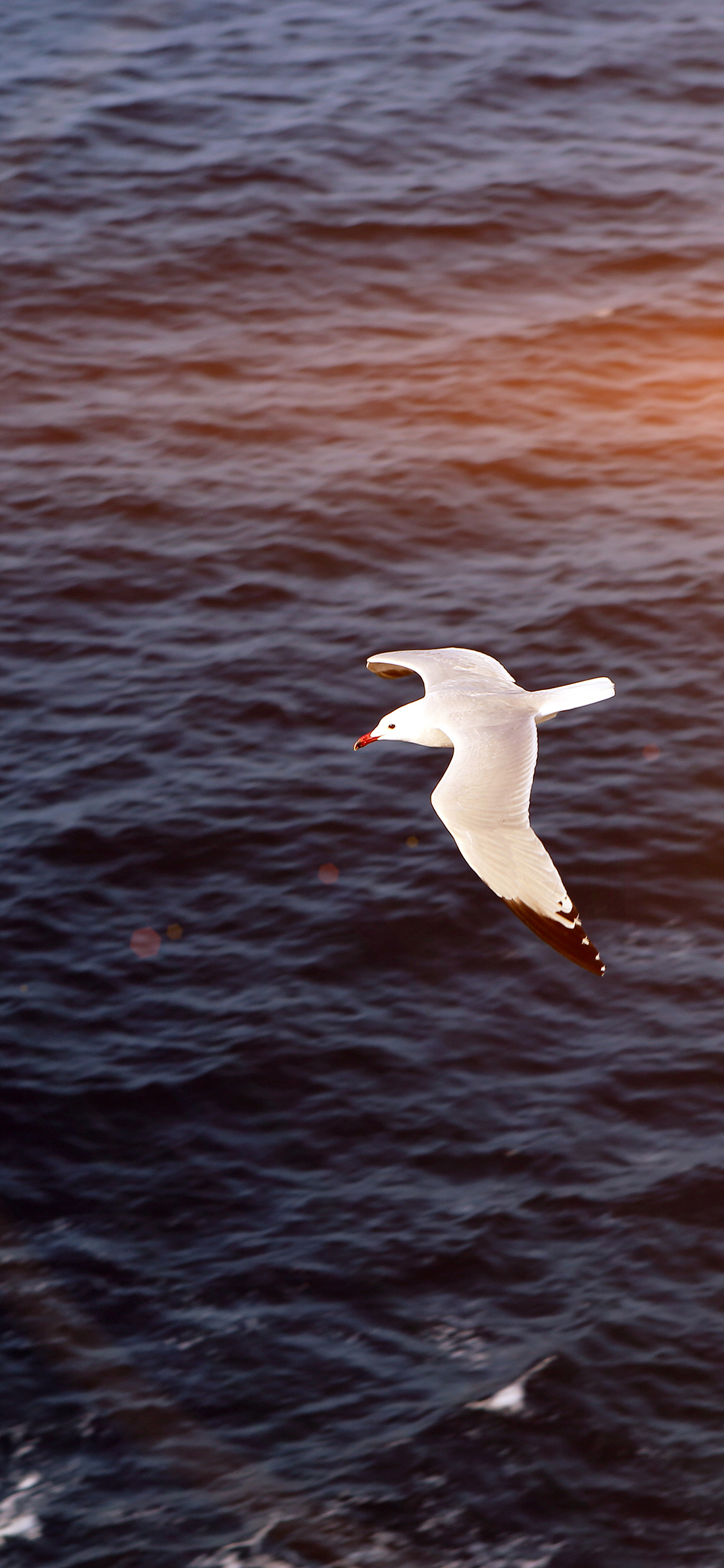 1125x2436 | iPhone11 wallpaper | mt16-seagullbird-sea-ocean-animal-nature-flare