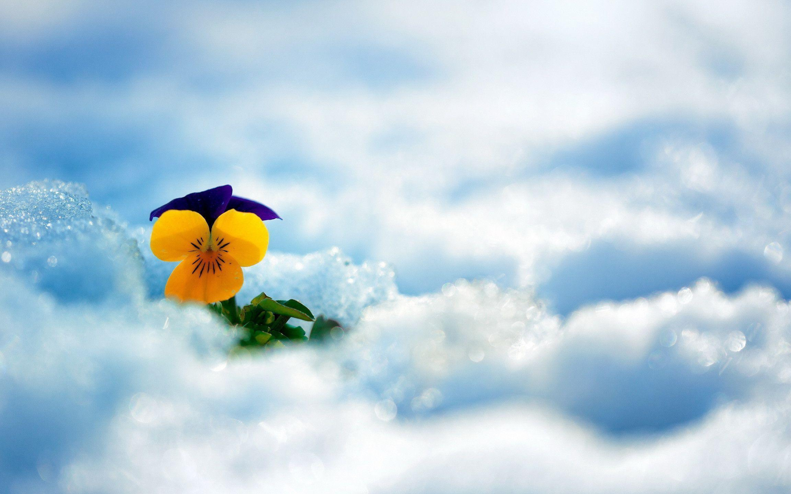 2560x1600 Pansy in the snow wallpaper | nature and landscape | Wallpaper Better