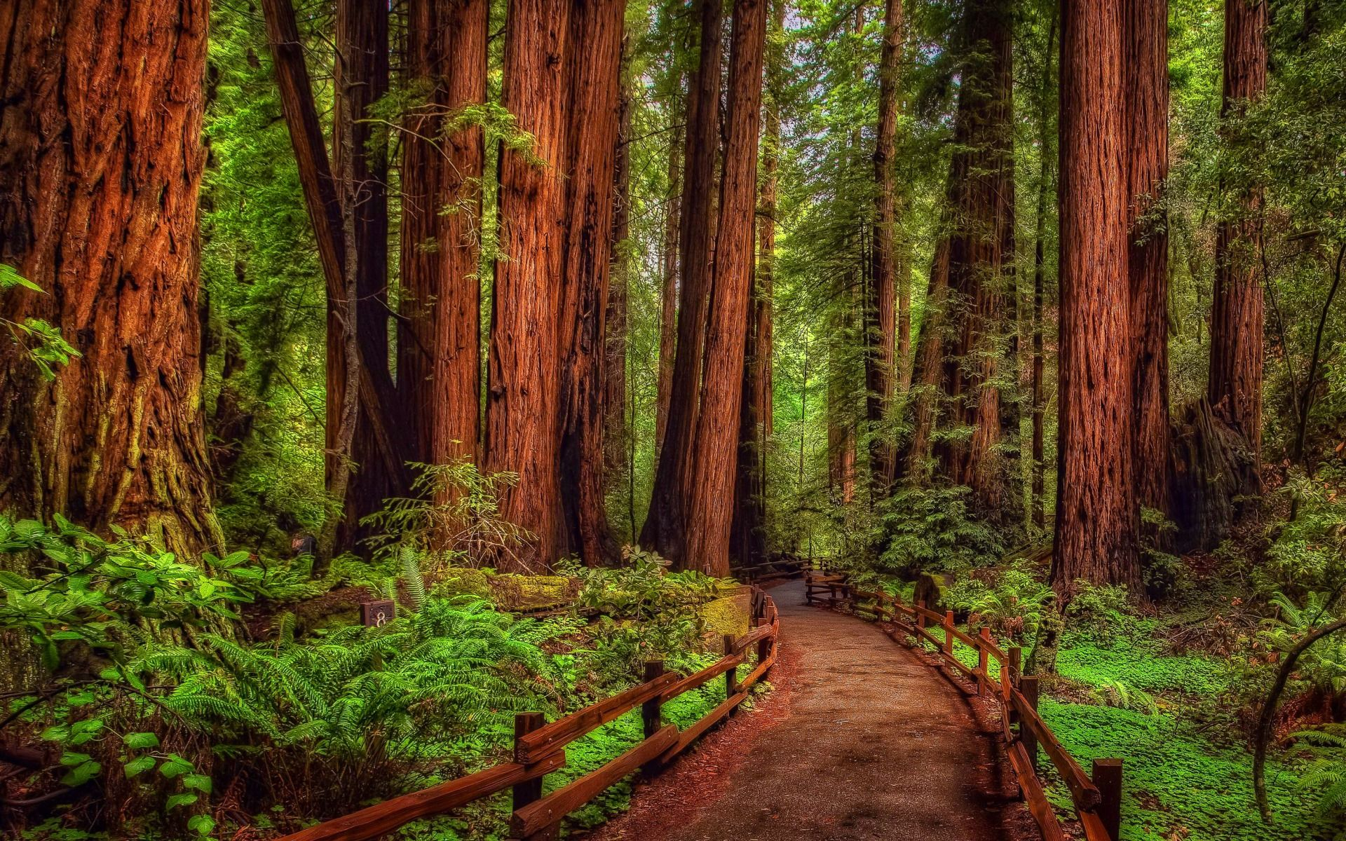 1920x1200 Redwood Forest Wallpapers Top Free Redwood Forest Backgrounds