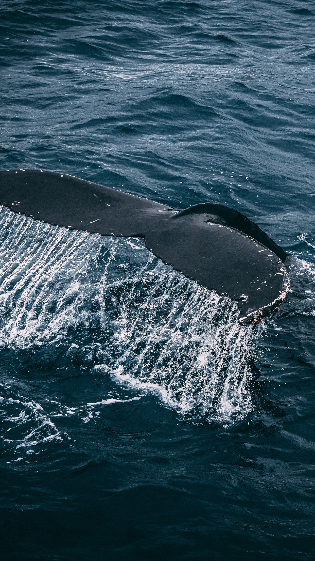 1242x2208 | iPhone11 wallpaper | nz03-whale-ocean-sea-animal-nature