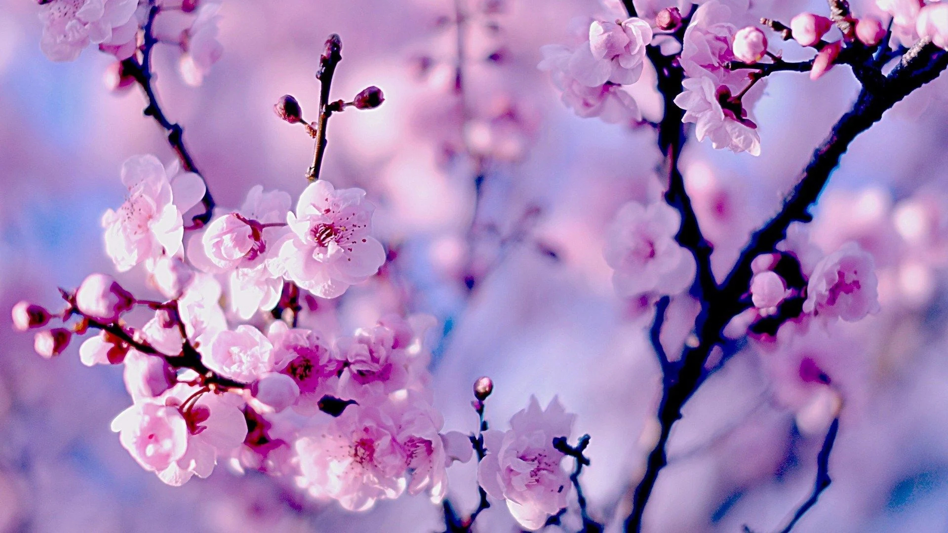 1920x1080 Sakura Blossom Wallpapers Top Free Sakura Blossom Backgrounds