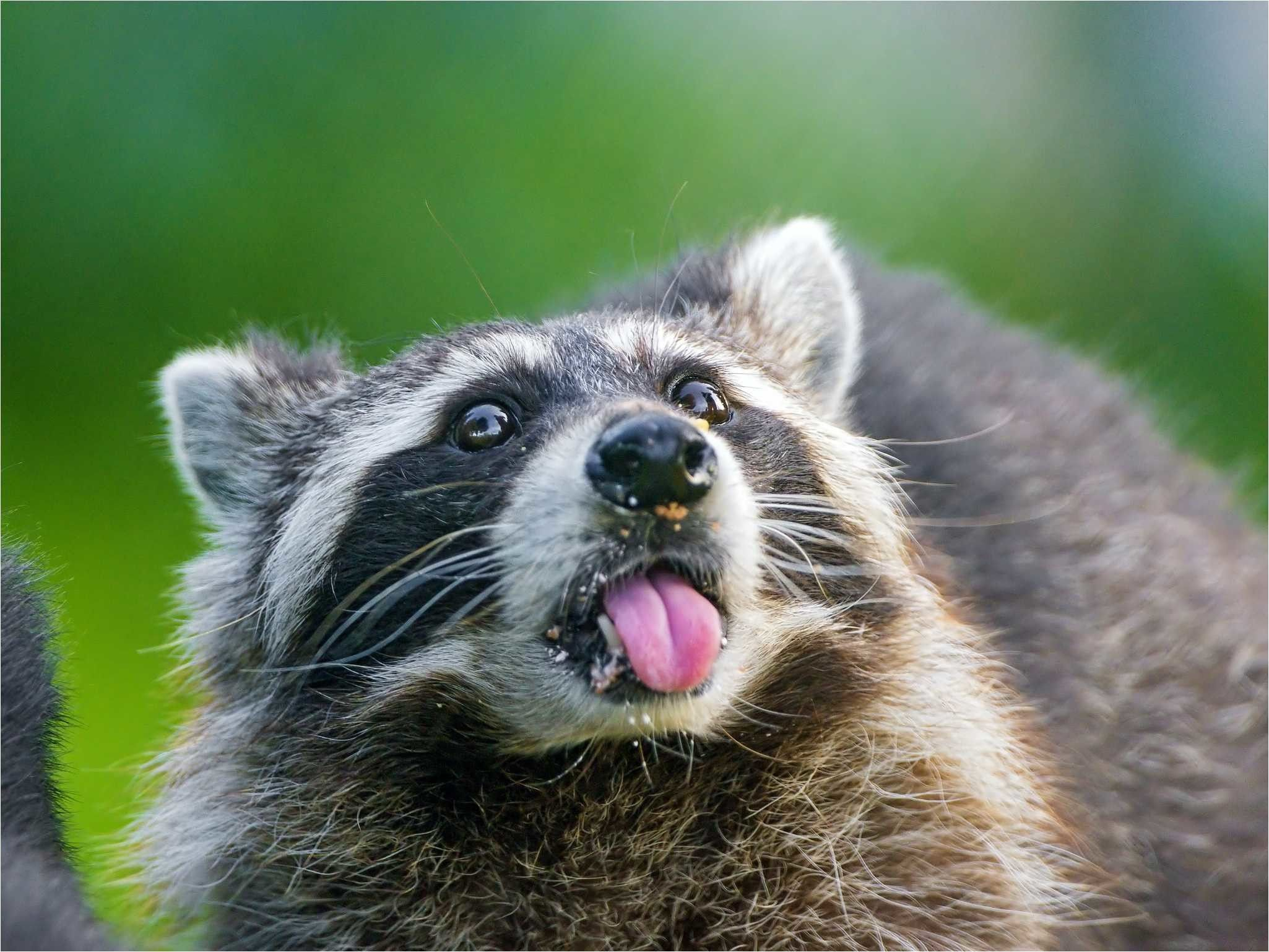 2050x1538 Raccoon Wallpapers Top Free Raccoon Backgrounds