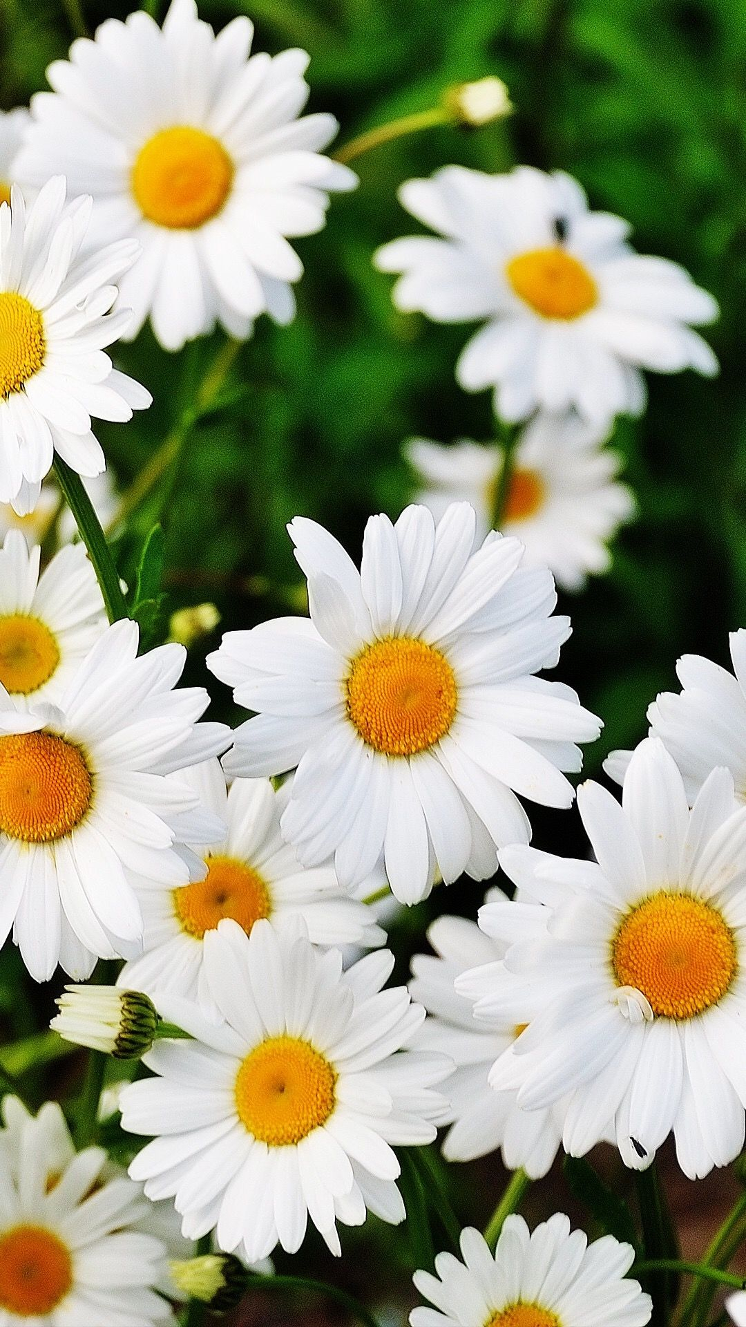1080x1920 Bright daisies &eth;&#159;&#146;&#155;&eth;&#159;&curren;&#141; | Flower wallpaper, Beautiful flowers wallpapers, Daisy wallpaper