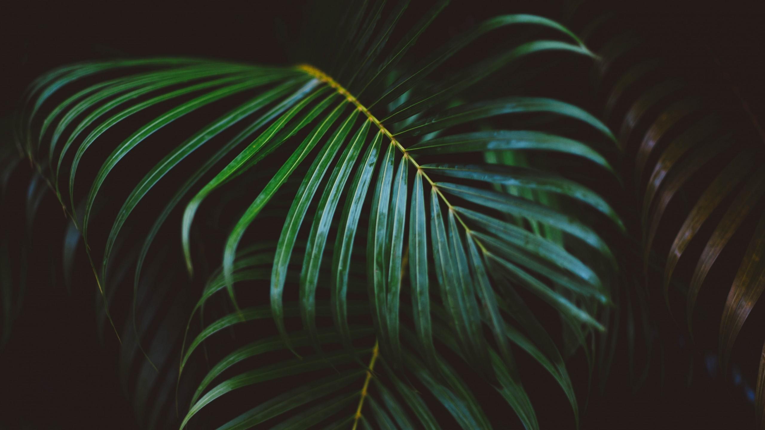 2560x1440 Tropical Leaves 4k Wallpapers