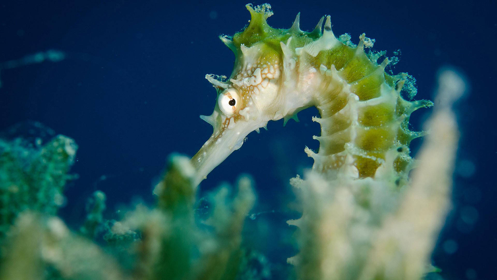 1920x1080 Download Green Lined Seahorse Wallpaper