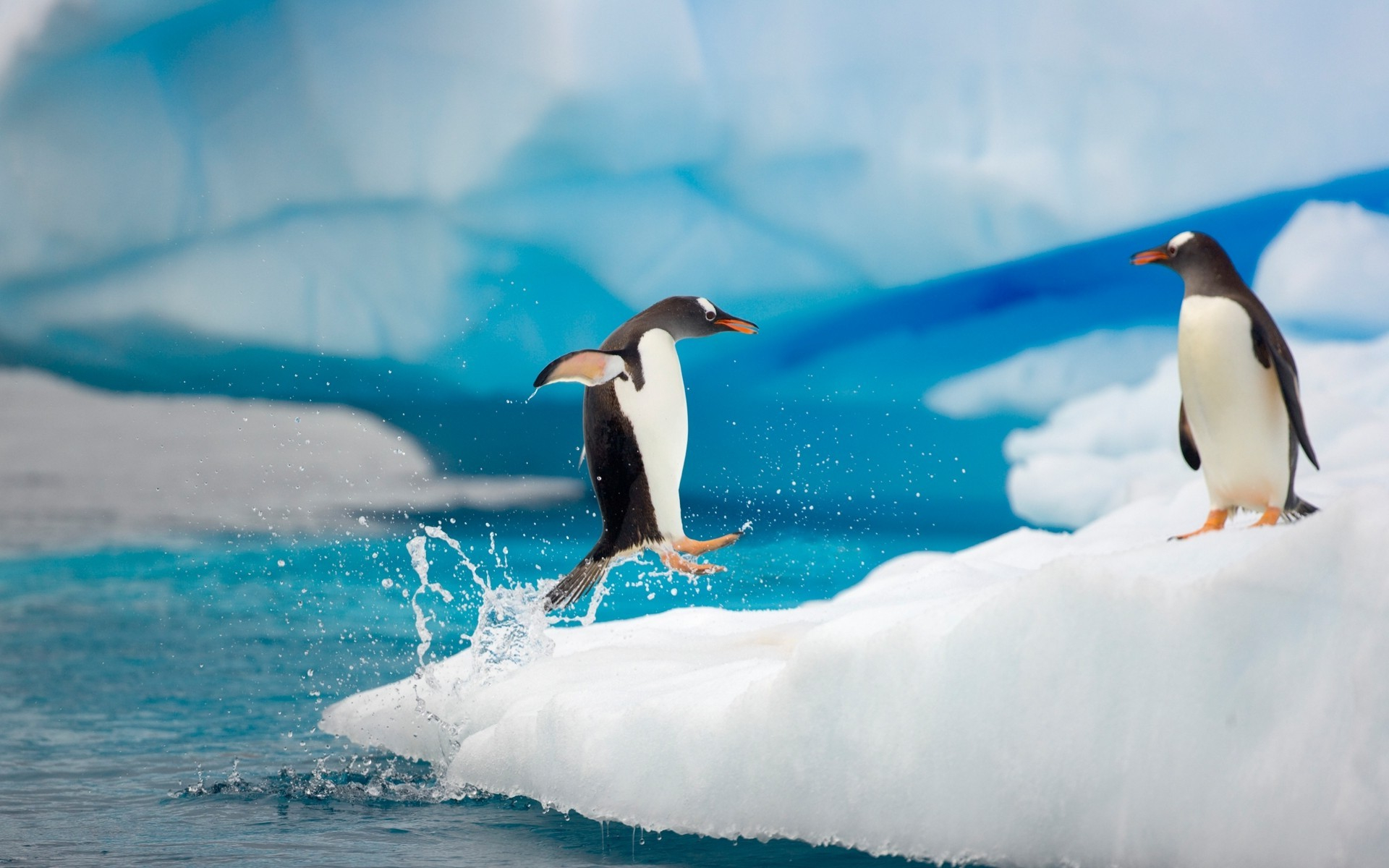 1920x1200 animals, Penguins, Ice, Birds Wallpapers HD / Desktop and Mobile Backgrounds