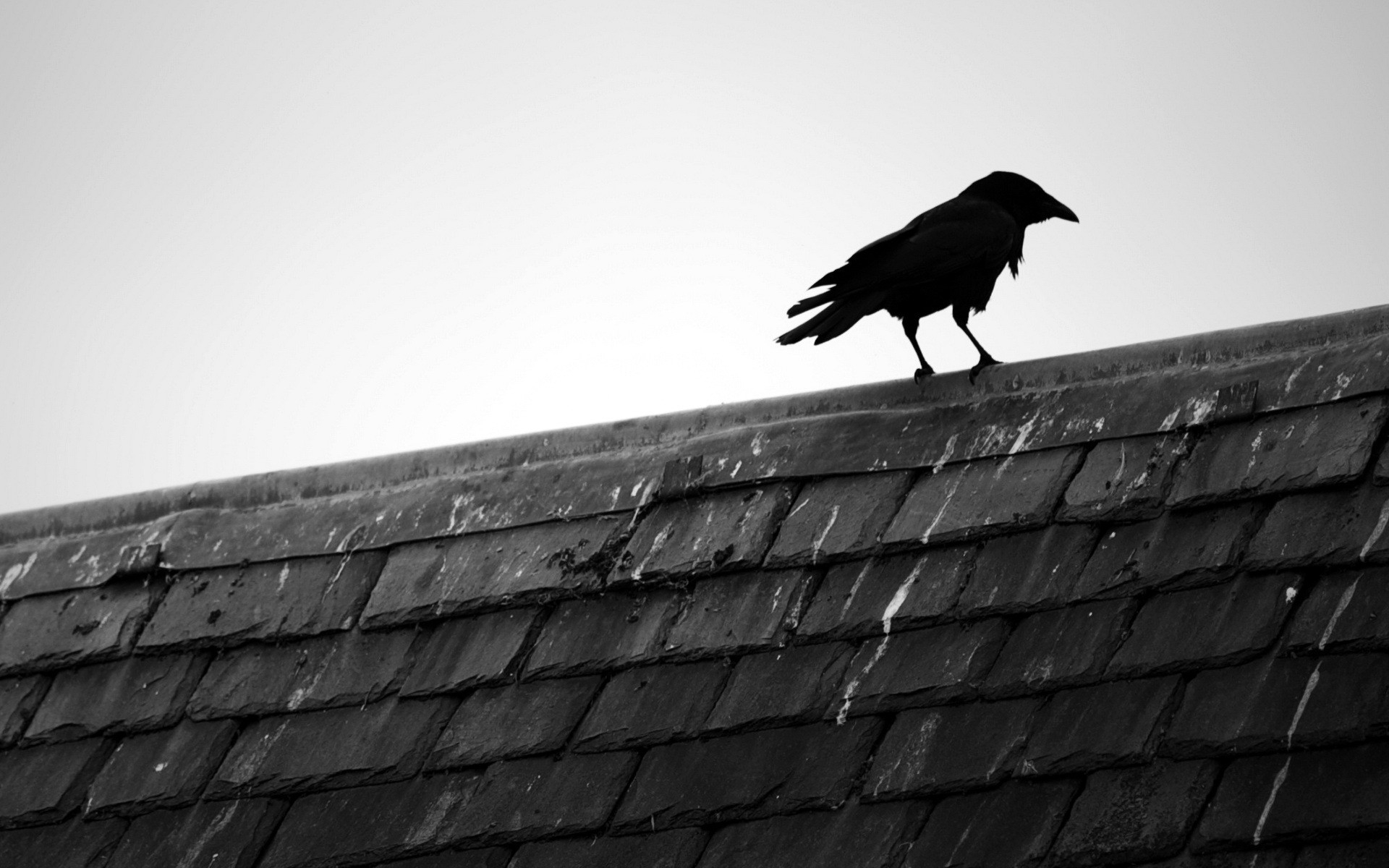 1920x1200 Black and white birds animals rooftops black bird raven wallpaper | | 8027