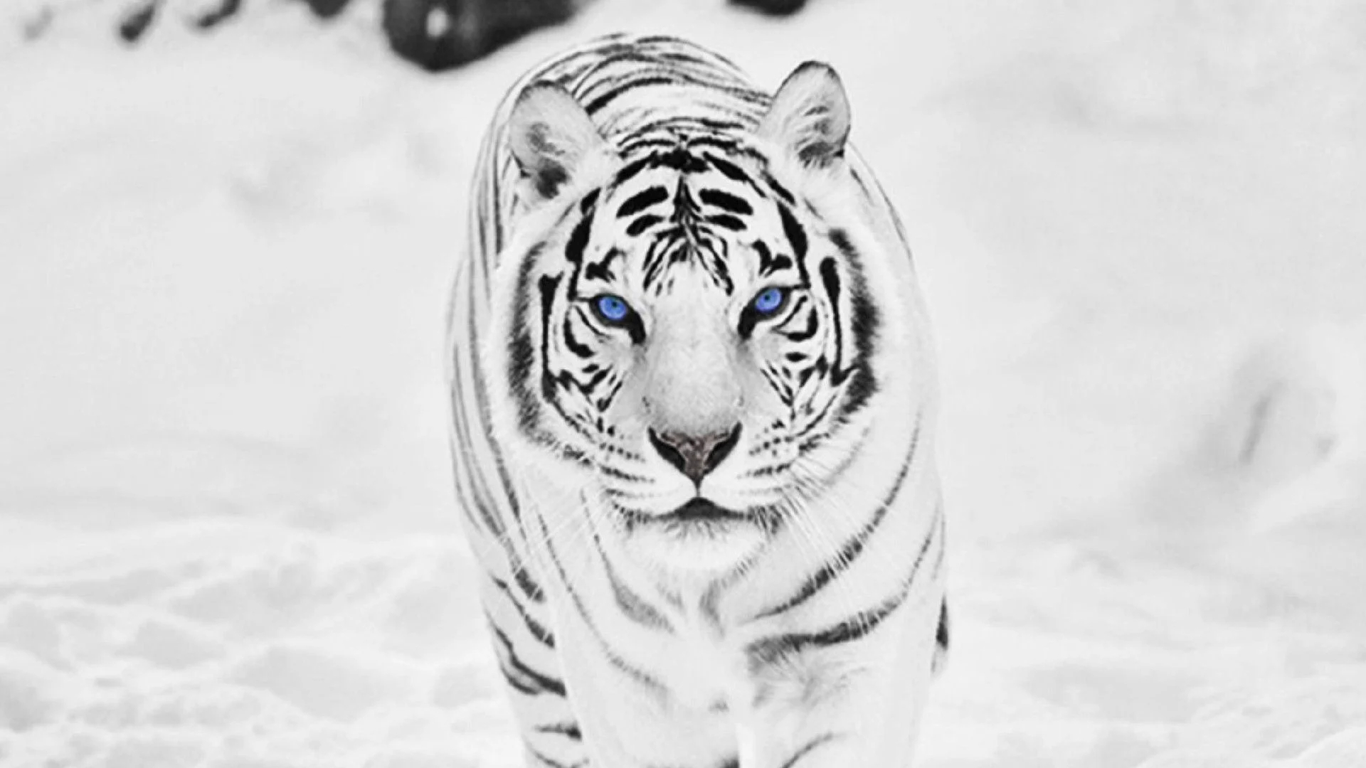 1920x1080 Winter Tiger Wallpapers Top Free Winter Tiger Backgrounds