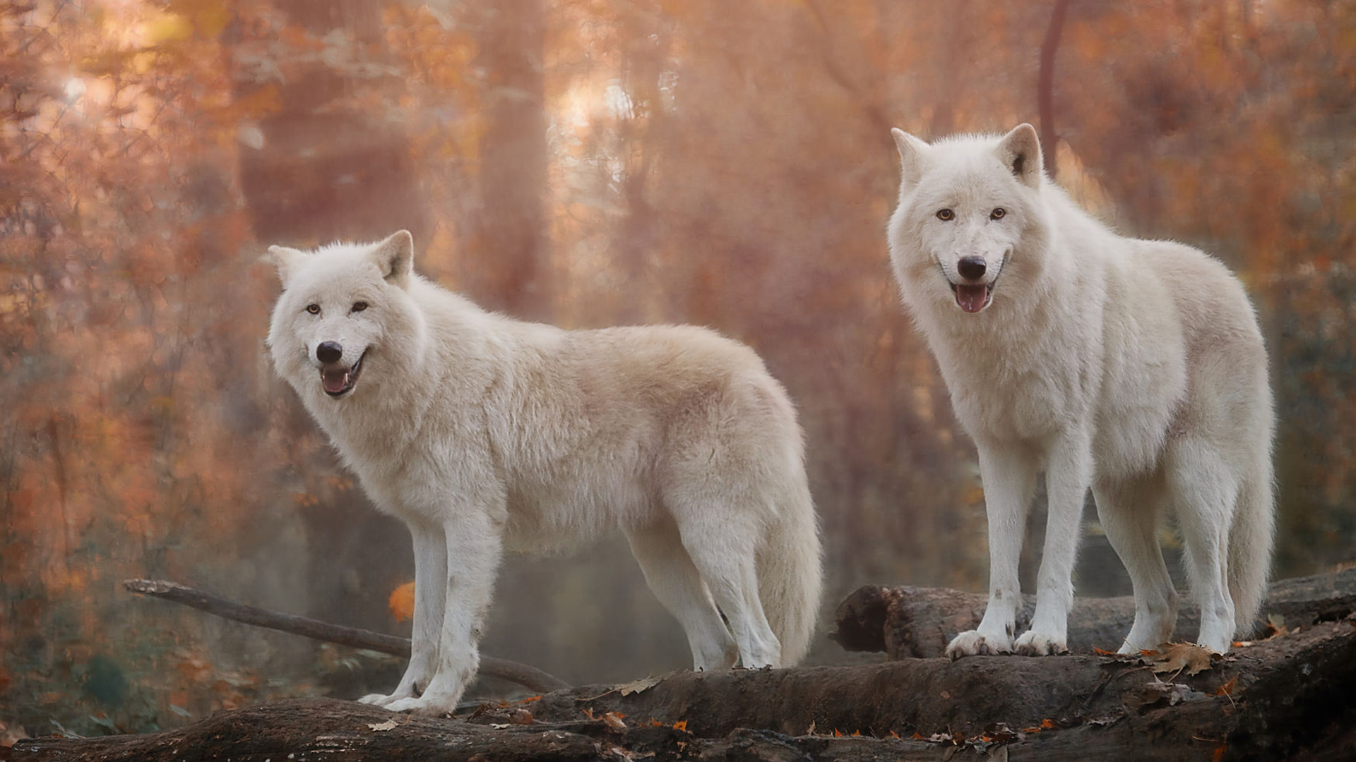 1920x1080 50+ White Wolf HD Wallpapers and Backgrounds