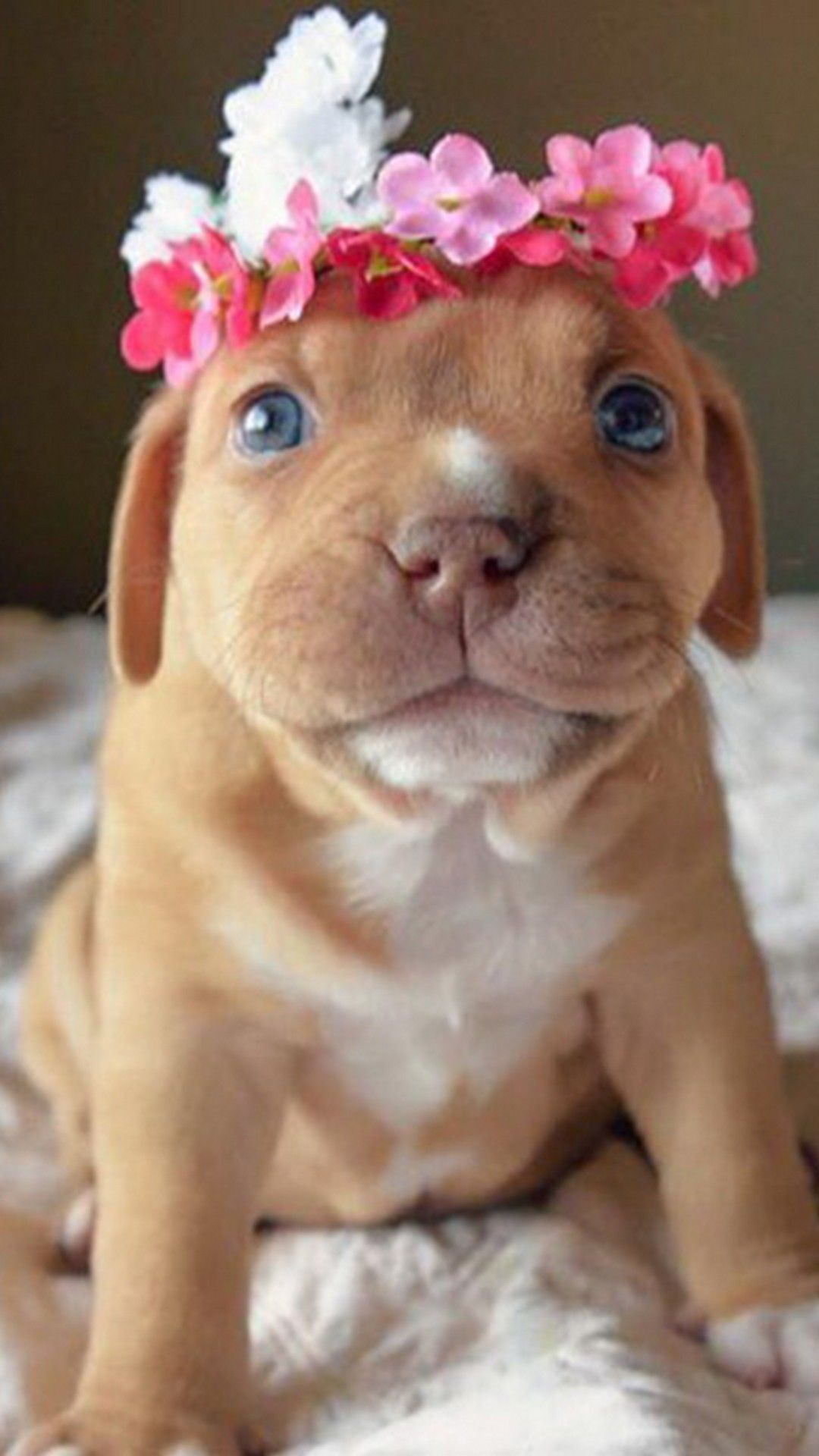 1080x1920 iPhone X Wallpaper Funny Puppies Best iPhone Wallpaper | Pitbulls, Puppy pictures, Puppy day