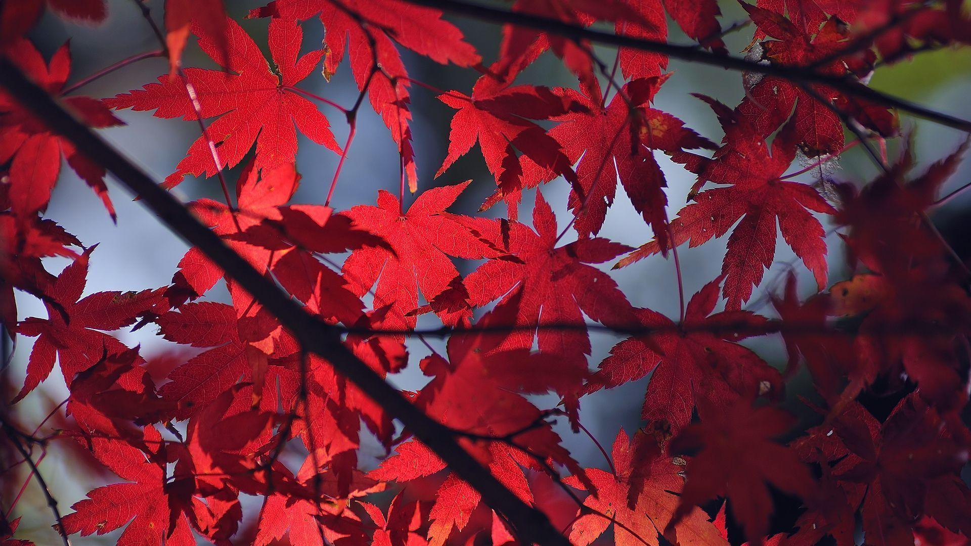 1920x1080 Red Leaves Wallpapers