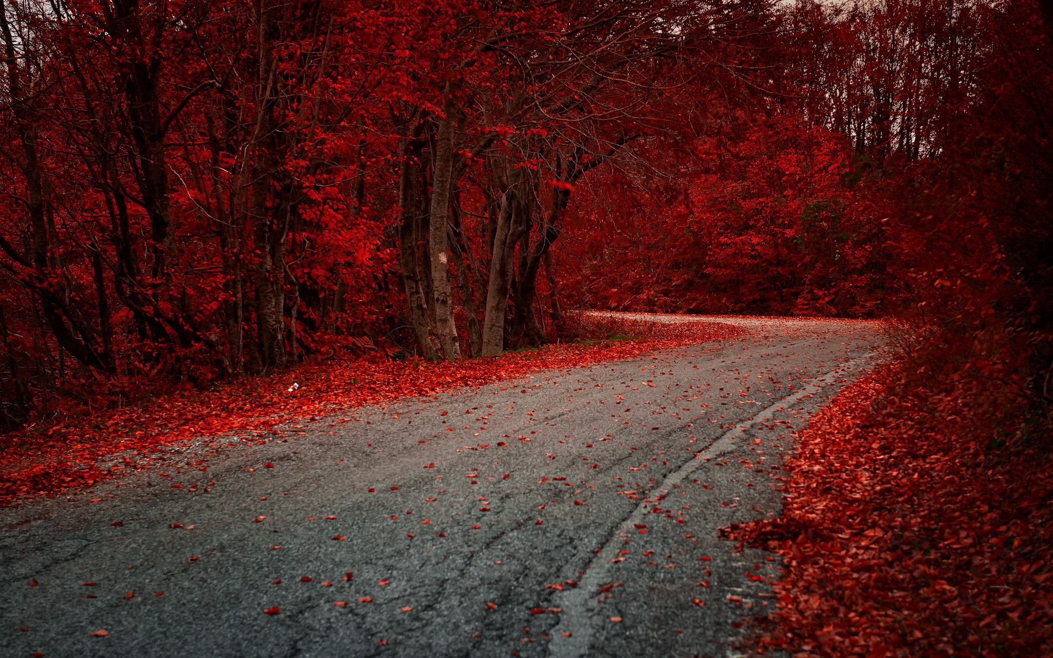 2048x1280 1920x1080 Red Leaves On Road Autumn Season Laptop Full HD 1080P HD 4k Wallpapers, Images, Backgrounds, Photos and Pictures