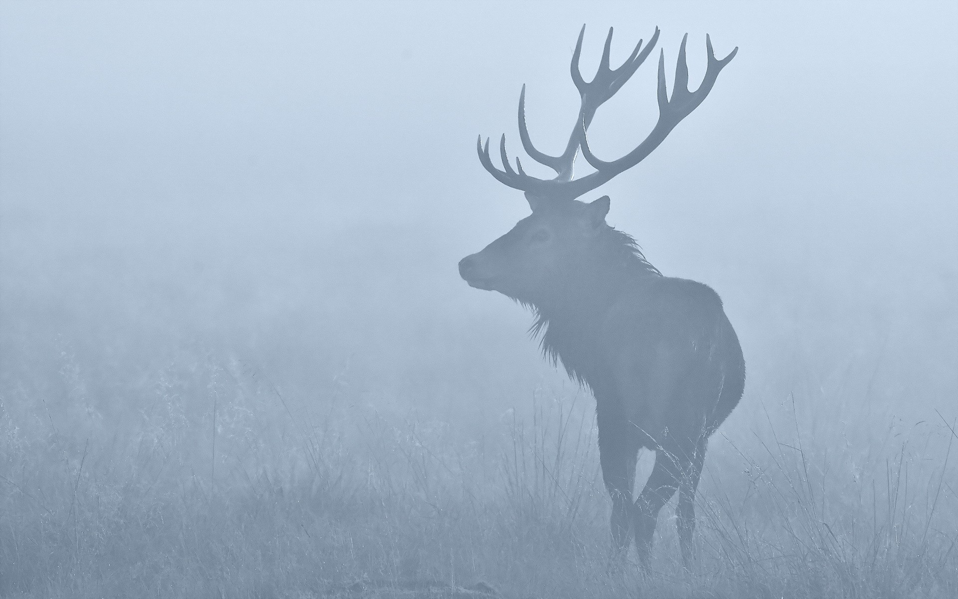 1920x1200 Wallpaper : deer, animals, monochrome, nature, snow, winter, mist, stags, elk, reindeer, tundra, weather, atmospheric phenomenon, black and white zuki 252754 HD Wallpapers