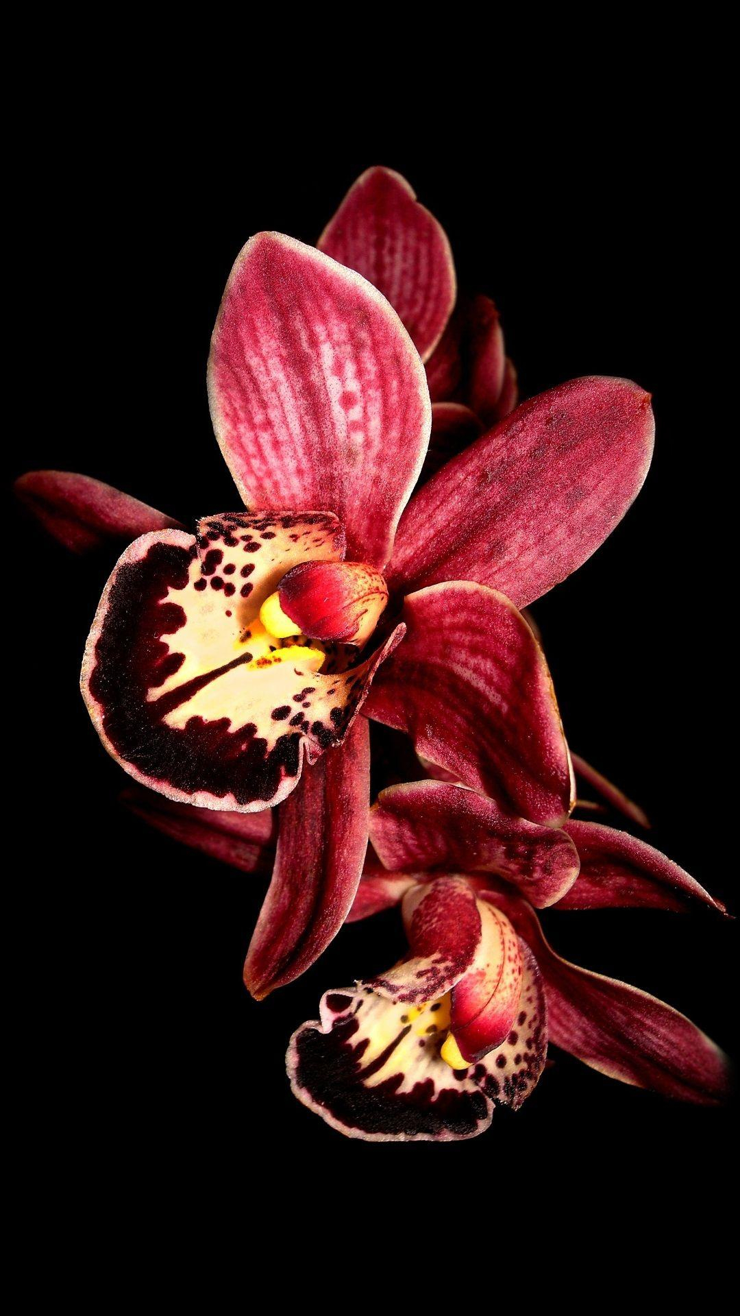 1080x1920 Mauve And Red Orchid Wallpapers