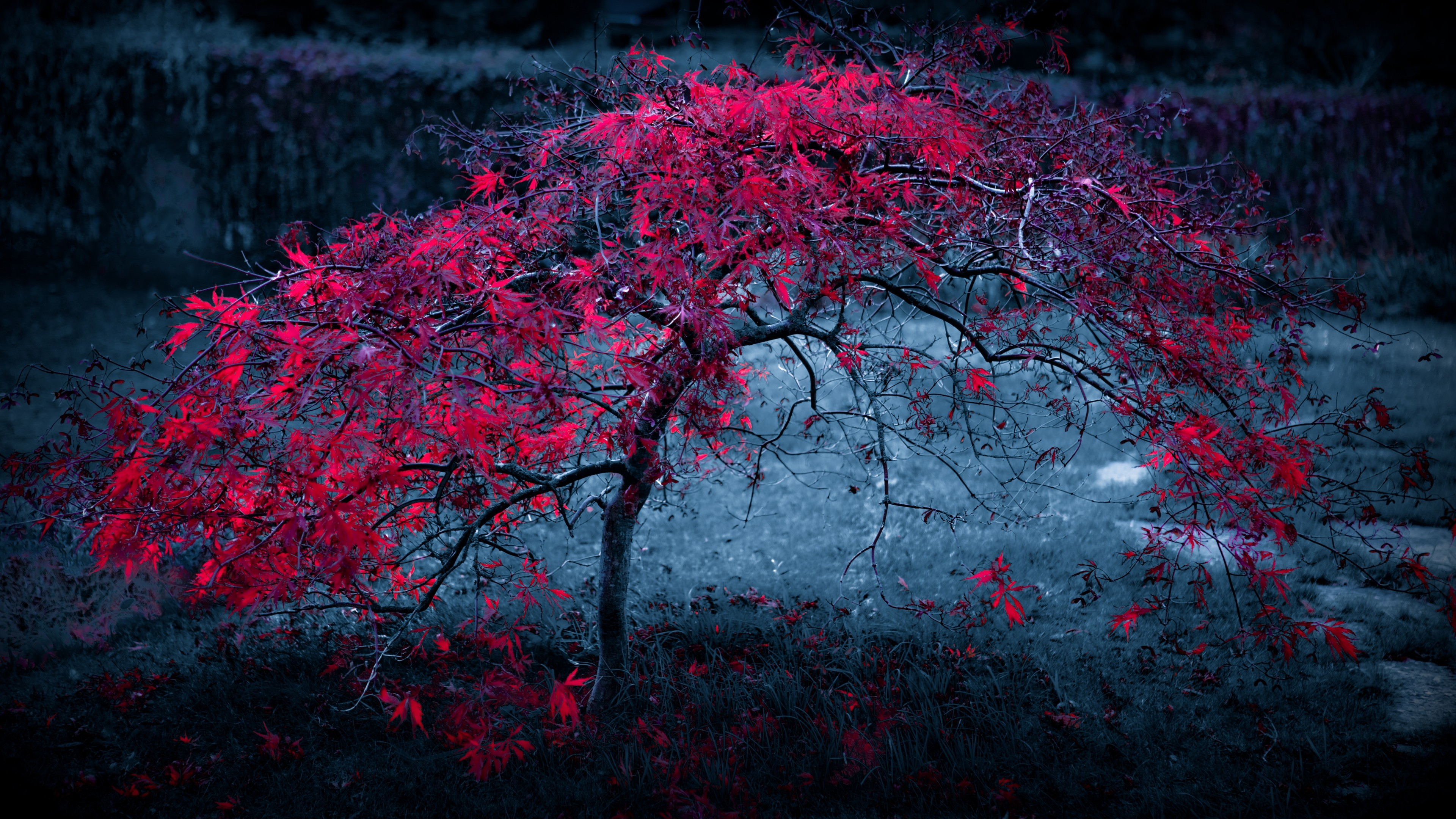 3840x2160 Red Leaves Tree 4k, HD Nature, 4k Wallpapers, Images, Backgrounds, Photos and Pictures