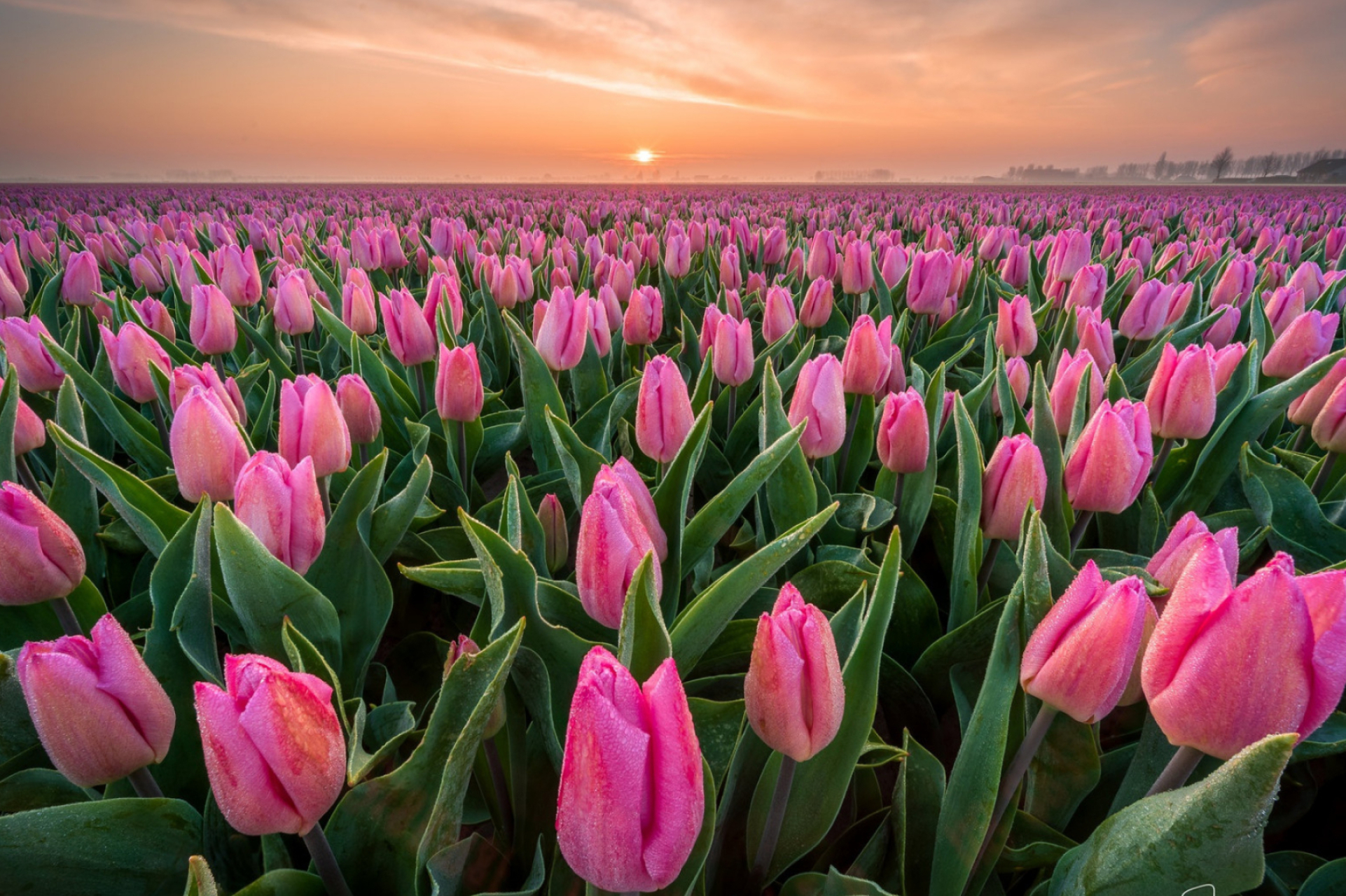 1922x1280 Pink Tulip Field at Sunset