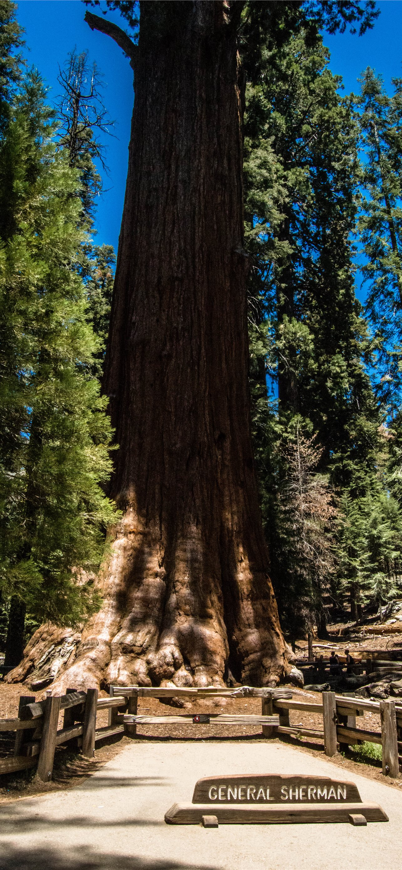 1284x2778 Best Sequoia national park iPhone HD Wallpapers