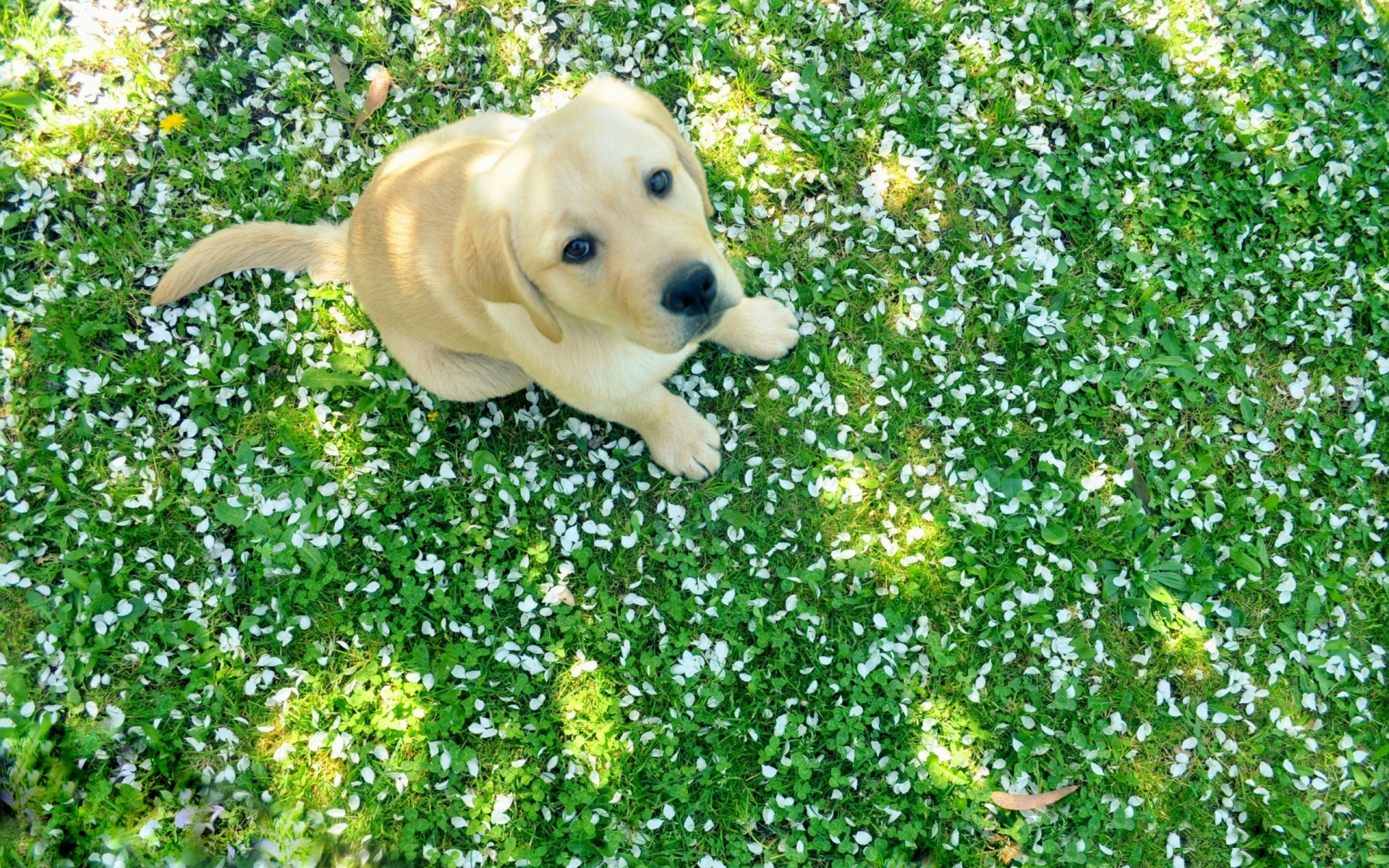 1920x1200 Labrador Puppy, HD Animals, 4k Wallpapers, Images, Backgrounds, Photos and Pictures
