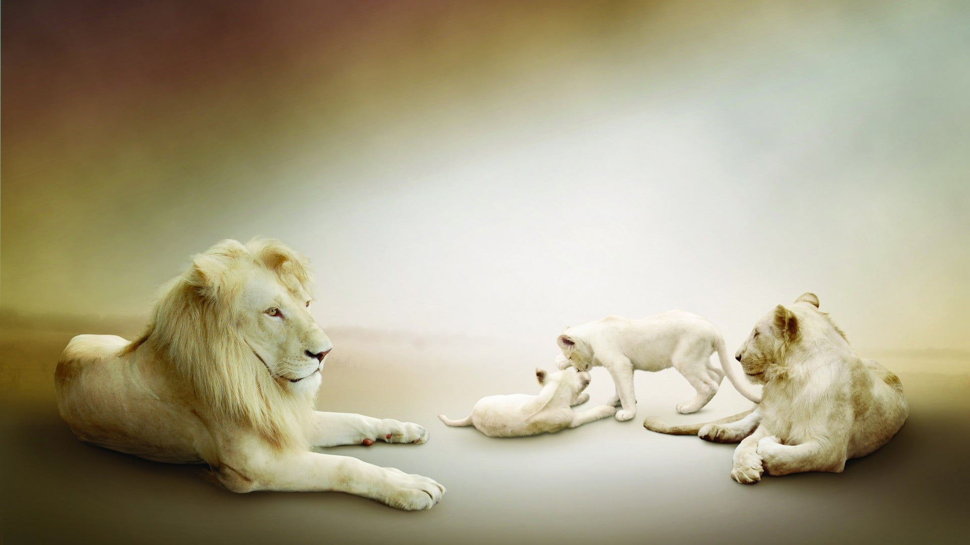 1920x1080 White lion and lioness, animals, lion HD wallpaper