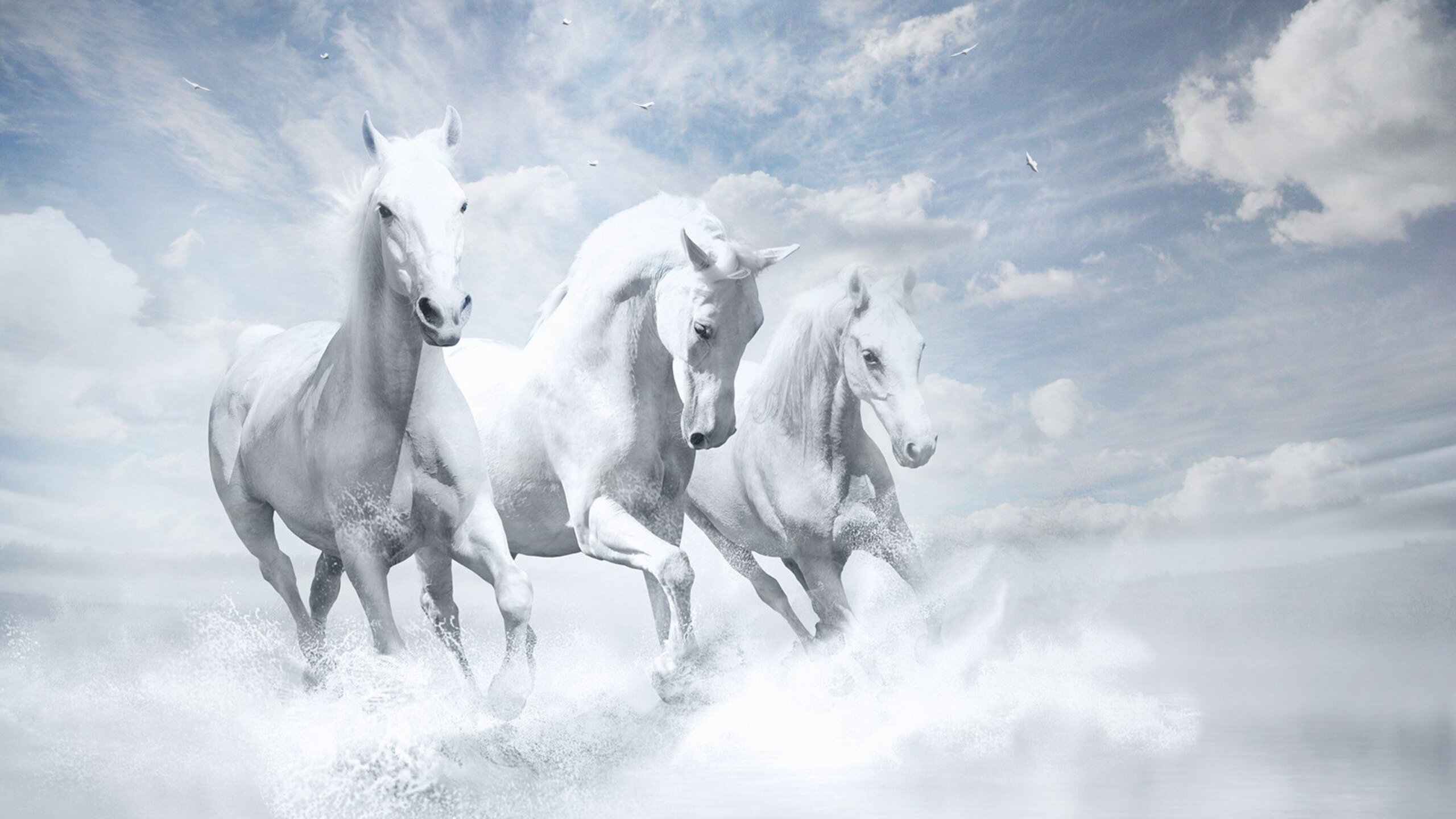 2560x1440 White Horses HD 1440P Resolution HD 4k Wallpapers, Images, Backgrounds, Photos and Pictures