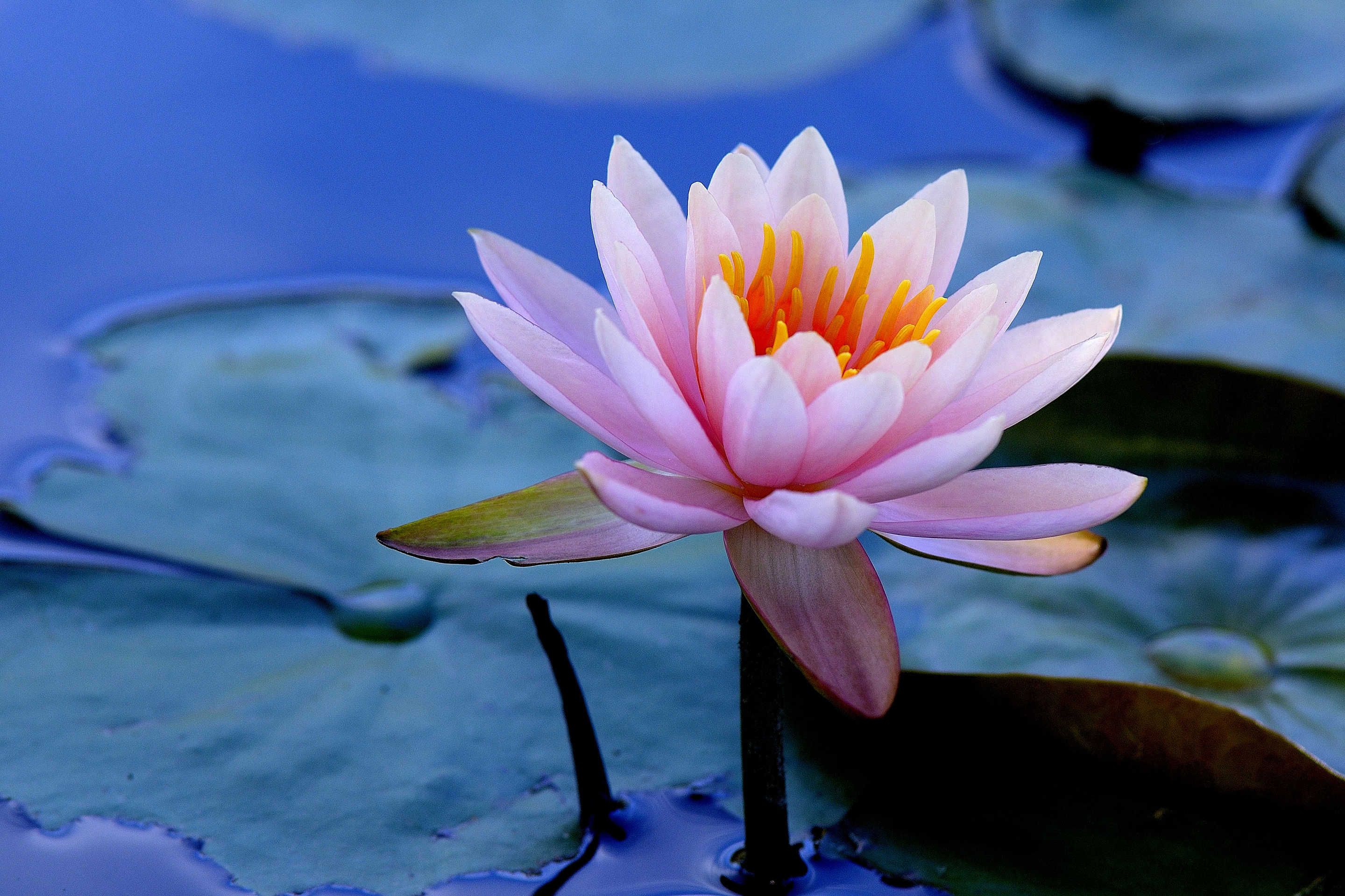 2880x1920 Water Lilies, HD Flowers, 4k Wallpapers, Images, Backgrounds, Photos and Pictures