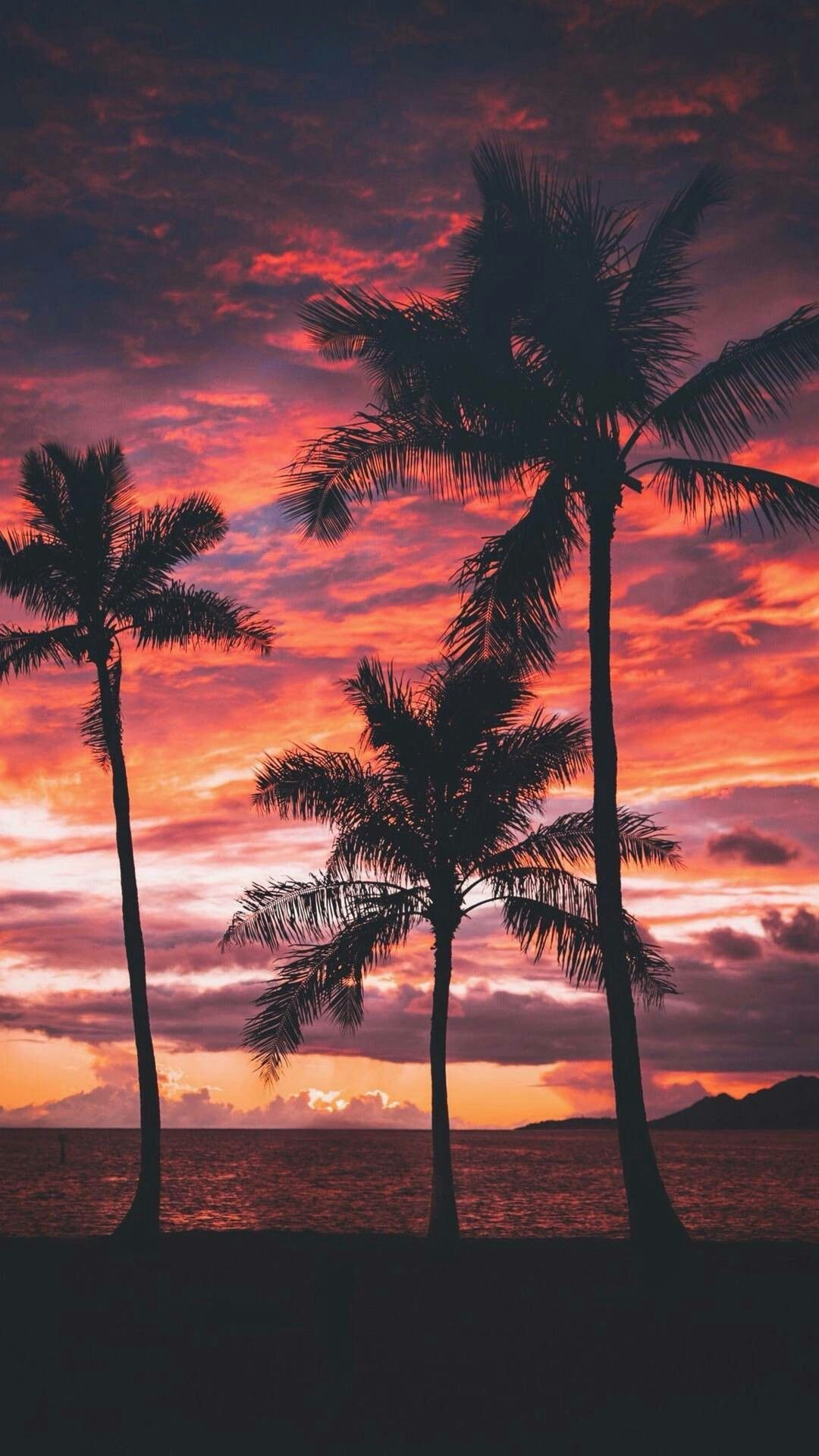 1080x1920 Palm Tree Sunset Wallpapers