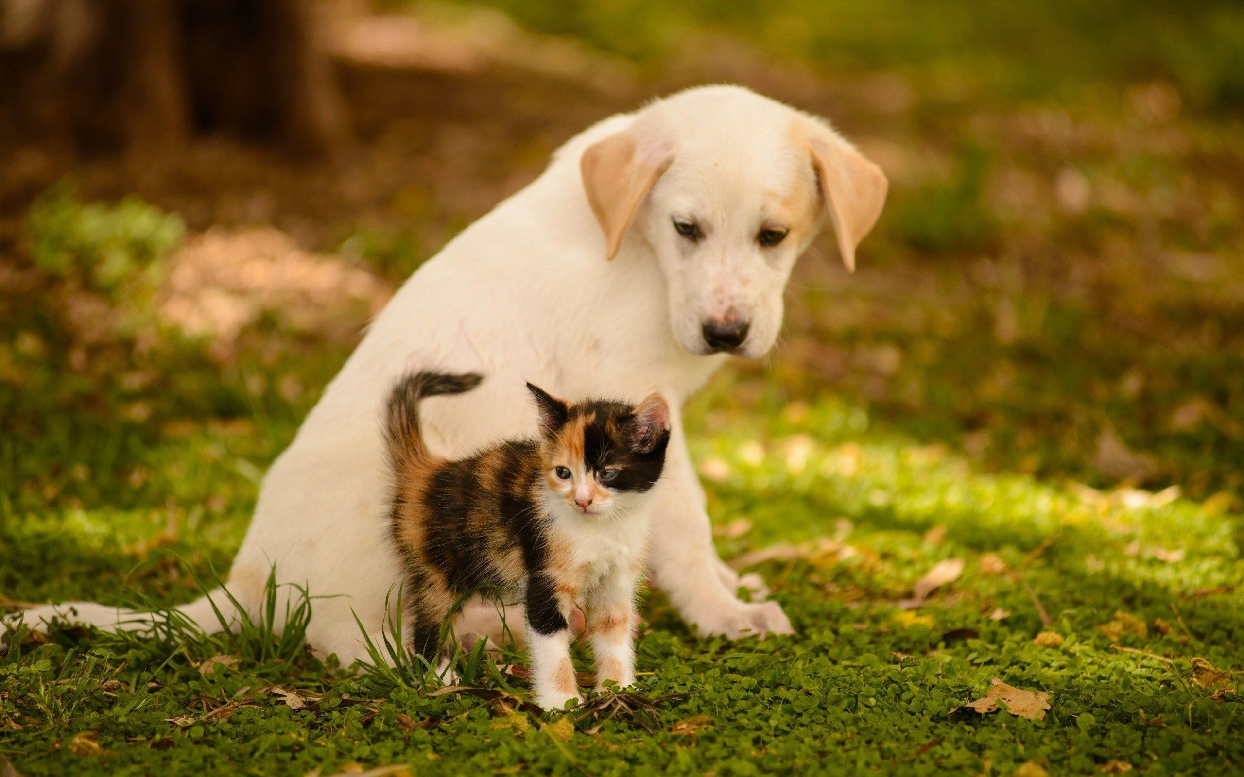 2560x1600 Cute Puppies and Kittens Wallpapers
