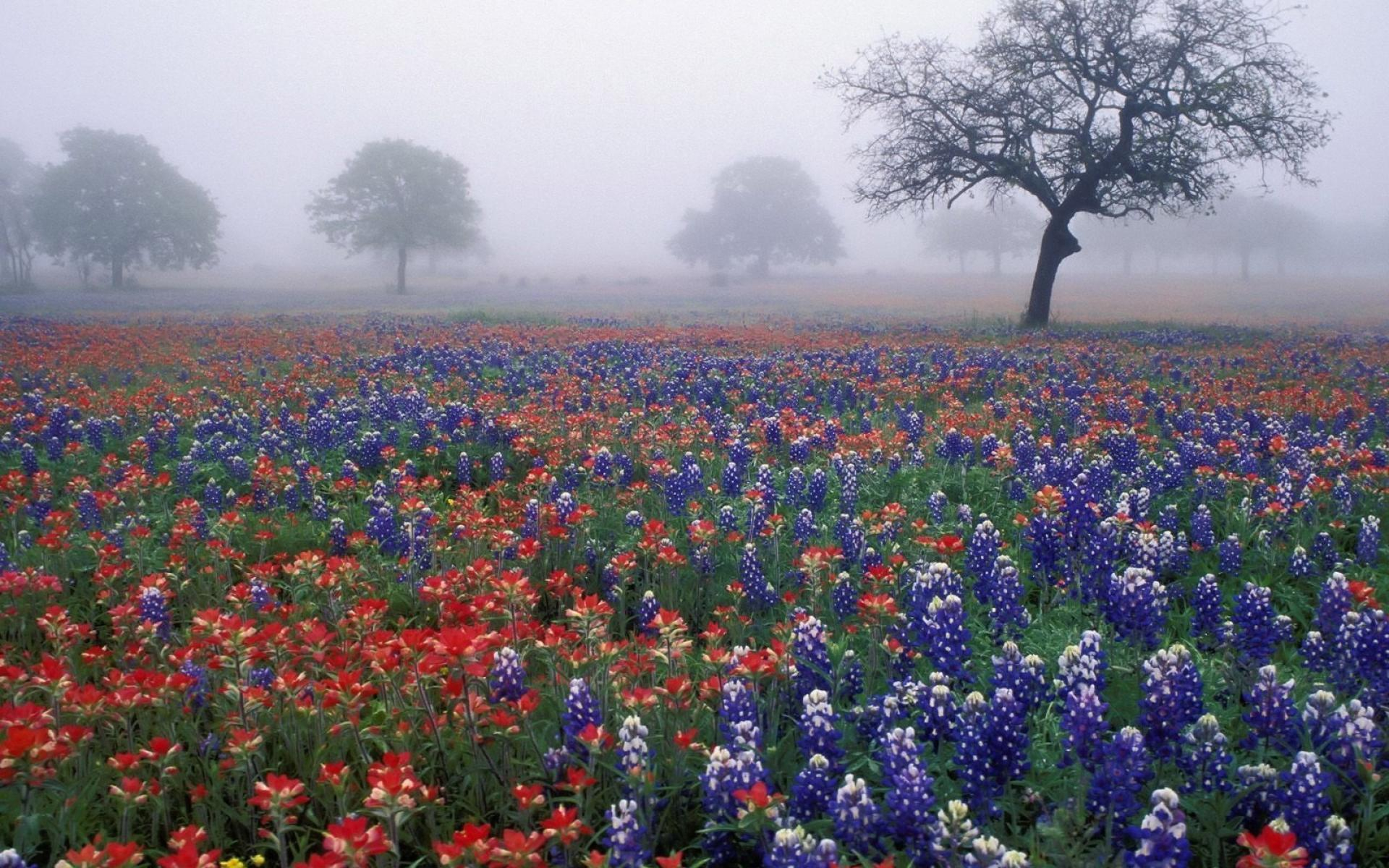 1920x1200 Foggy Field Of Wildflowers wallpaper | nature and landscape | Wallpaper Better