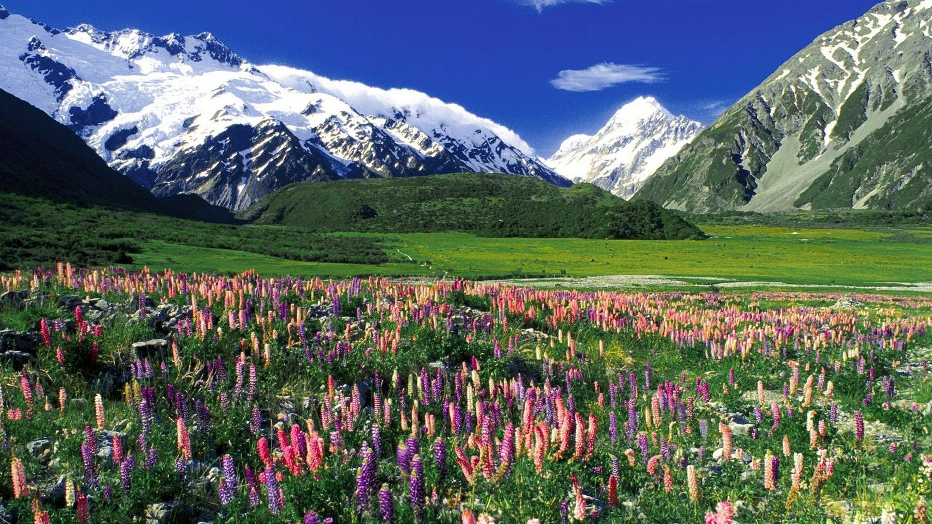 1920x1080 New Zealand Spring Wallpapers Top Free New Zealand Spring Backgrounds