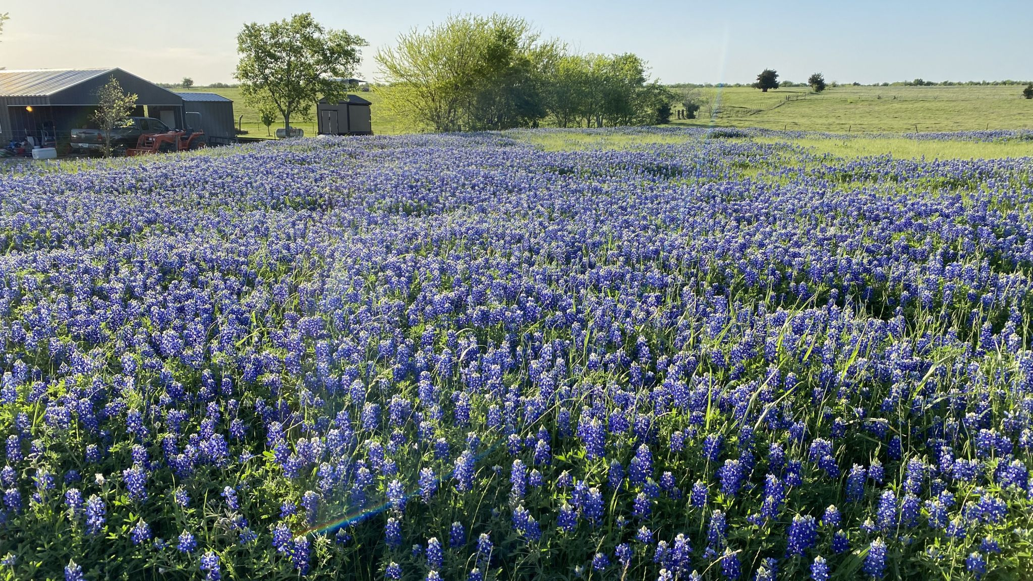 2048x1152 Texas' most beautiful bluebonnets can be found along the Ennis Bluebonnet Trails