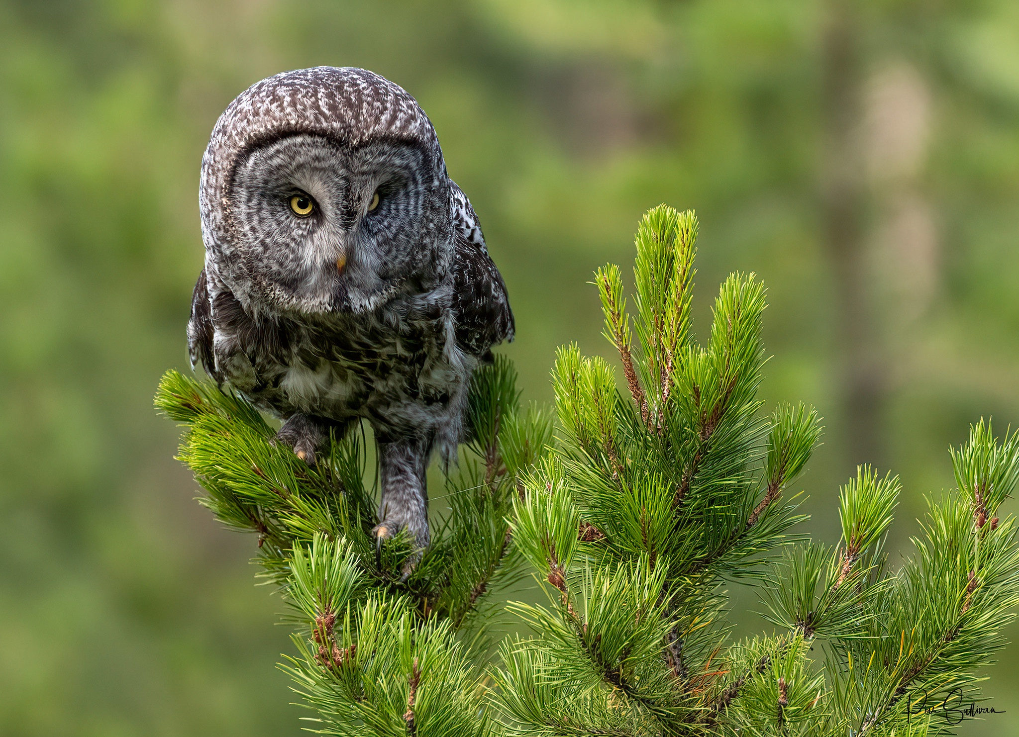2048x1482 10+ Tawny Owl HD Wallpapers and Backgrounds