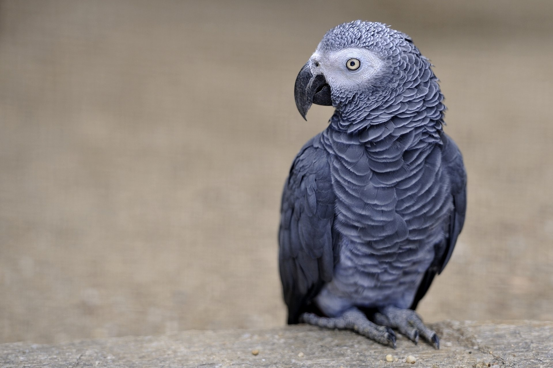 1920x1278 10+ African grey parrot HD Wallpapers and Backgrounds