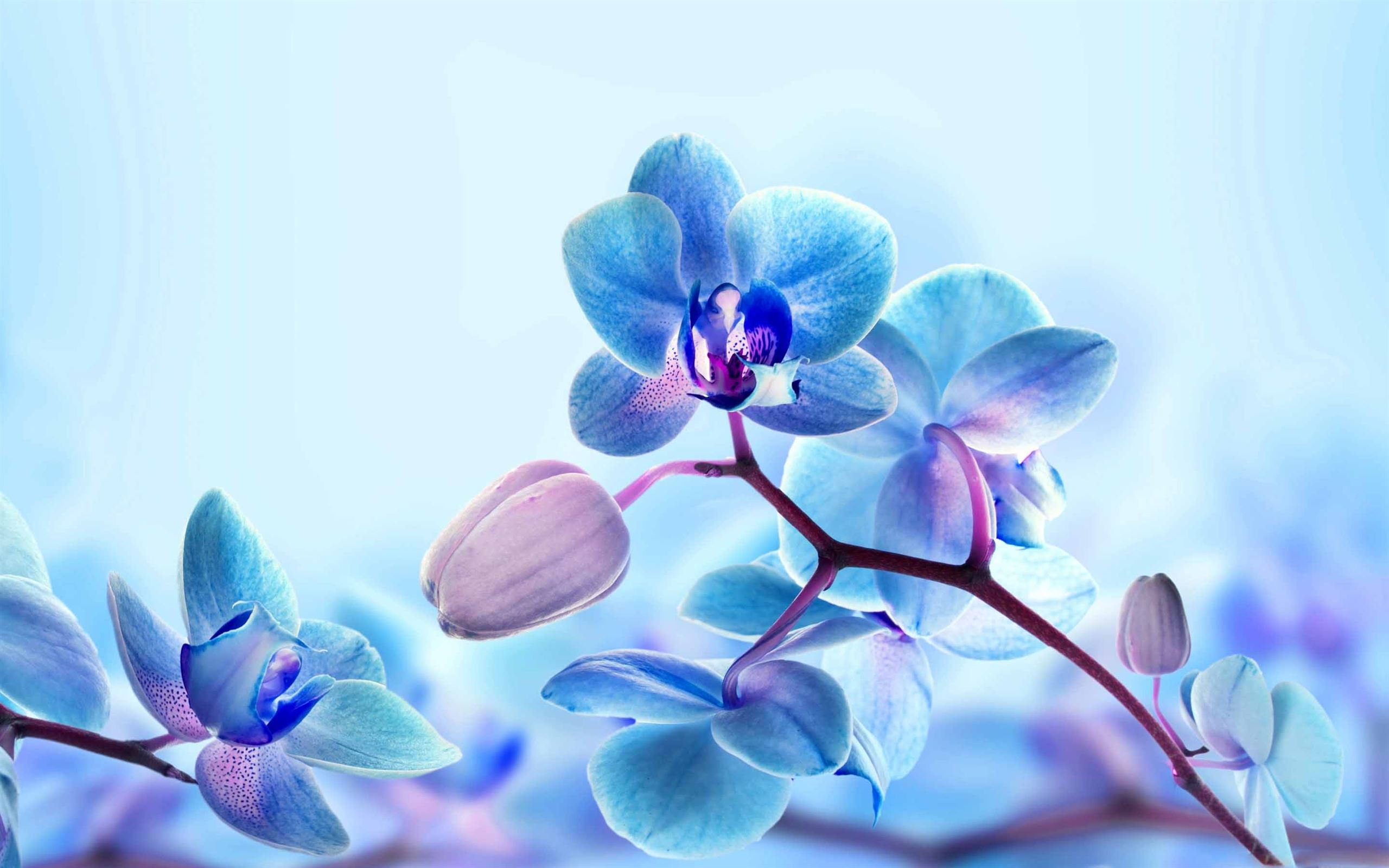2560x1600 Blue Orchid Flowers MacBook Air Wallpaper Download
