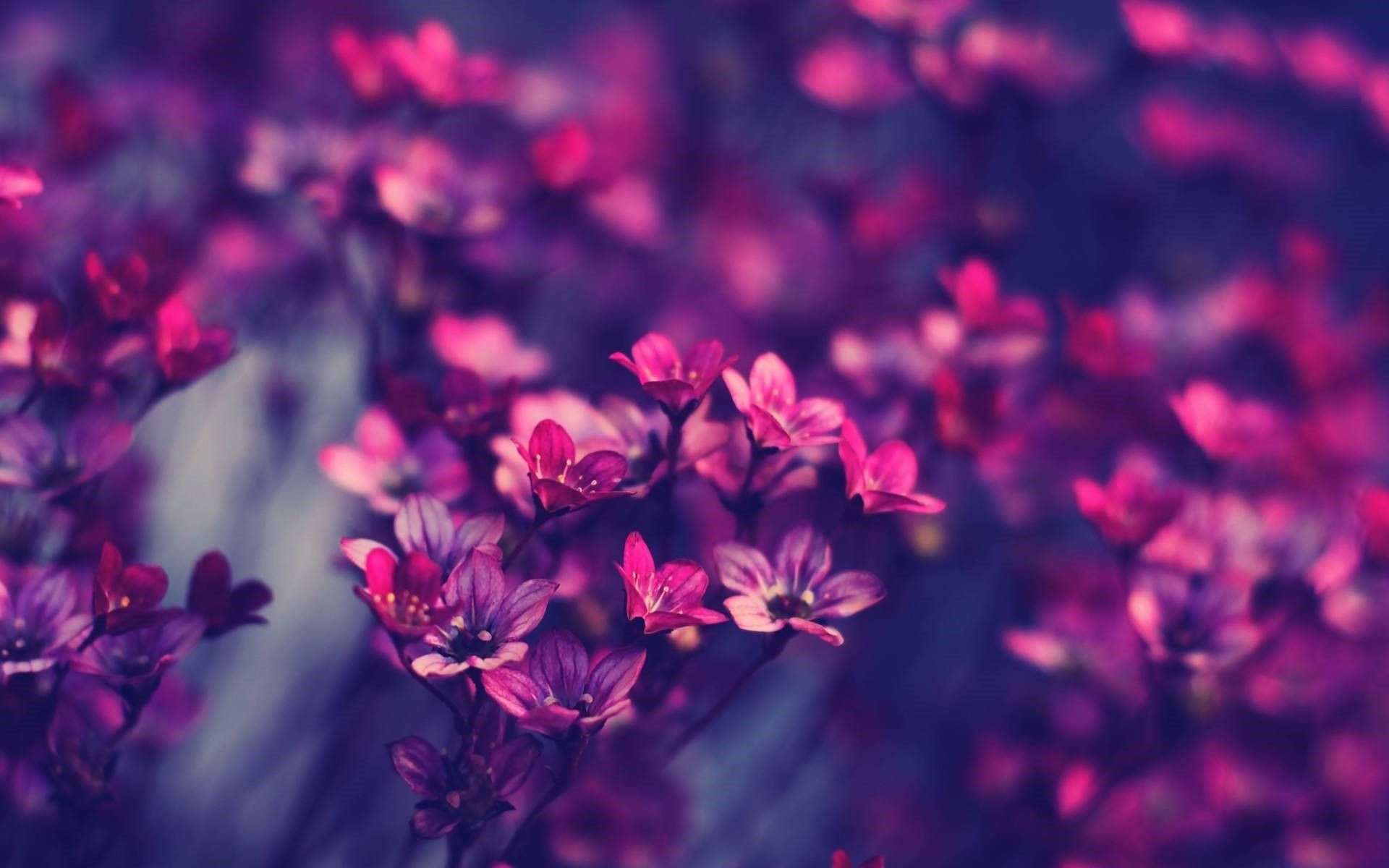 1920x1200 Pretty Desktop Wallpapers Discounted Prices, 51% OFF |