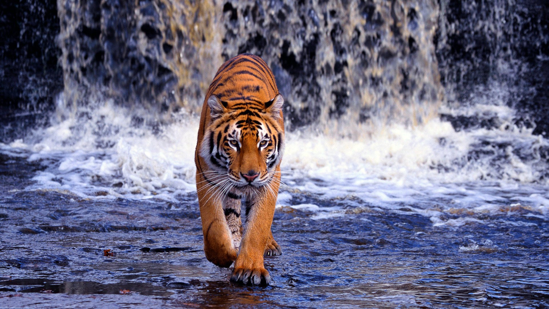 1920x1080 Bengal Tiger HD Wallpapers and Backgrounds