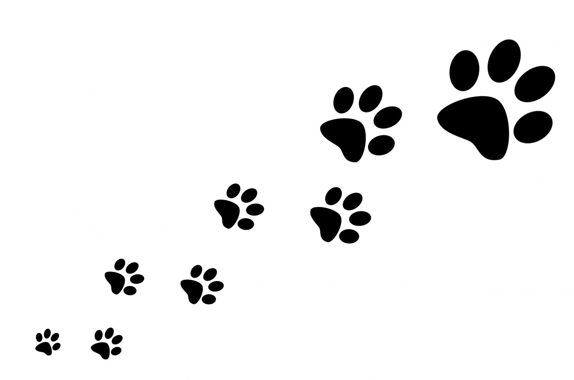 1920x1271 Cat Paw Print Wallpapers Top Free Cat Paw Print Backgrounds