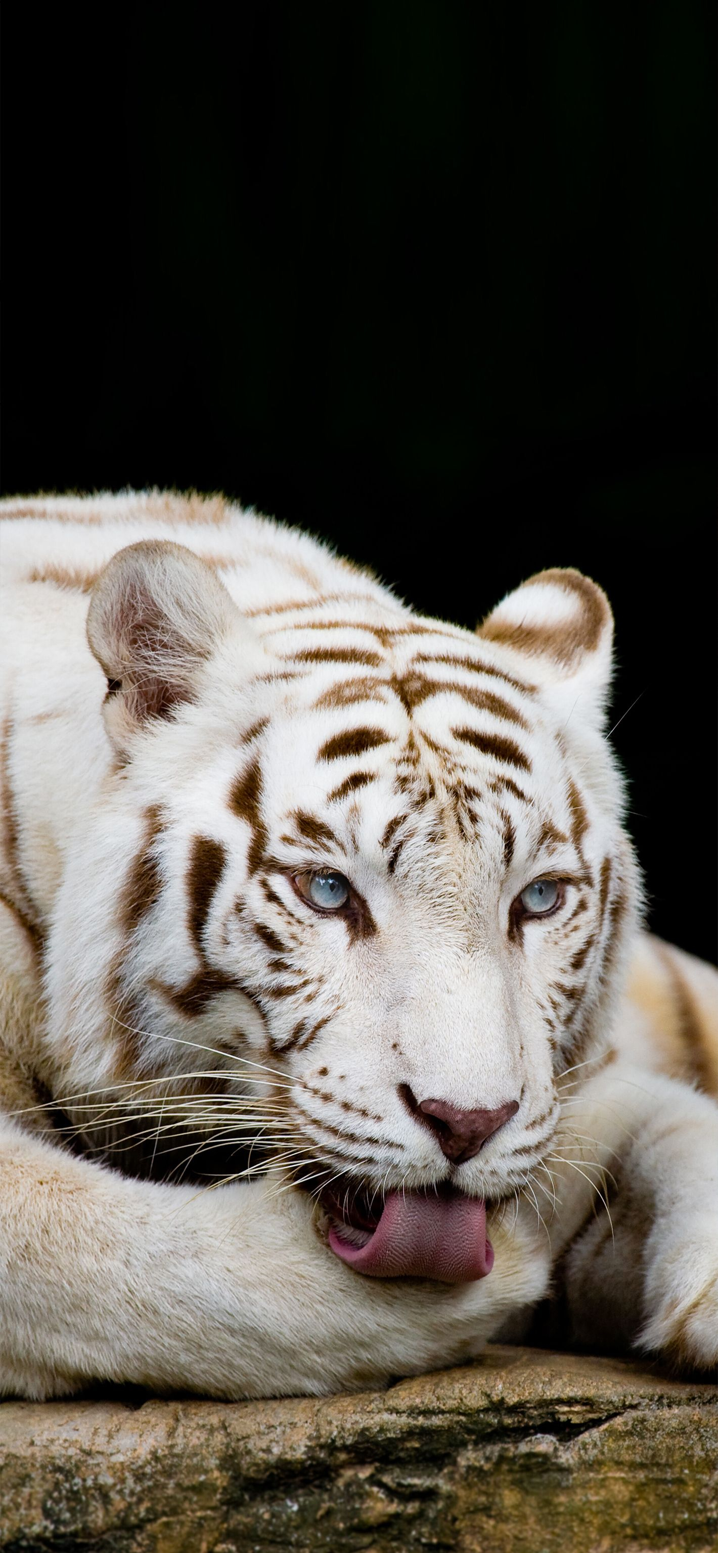 1420x3073 Tigre Bianca | Tiger wallpaper, White tiger, Baby animals pictures