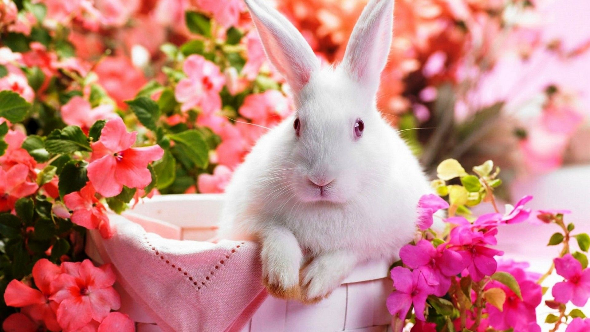 1920x1080 Cute Rabbit Wallpaper HD | Best HD Wallpapers | Coniglietti, Cuccioli di coniglio, Fotografia con animali