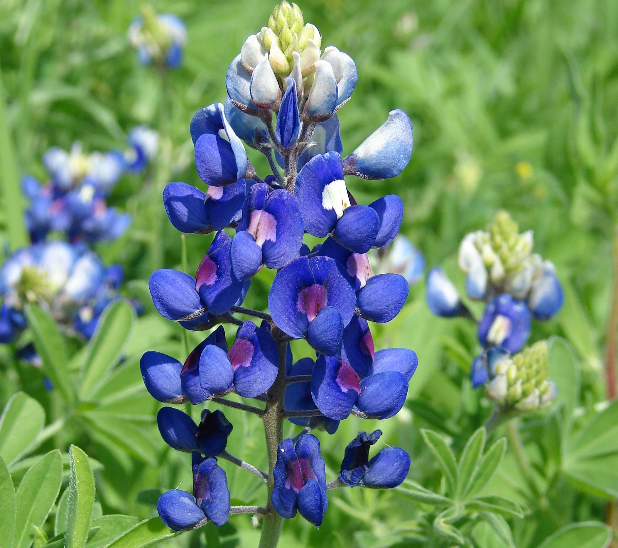2106x1869 Texas State Flower The Bluebonnet ProFlowers Blog | Lupine flowers, Flower seeds, Blue bonnets