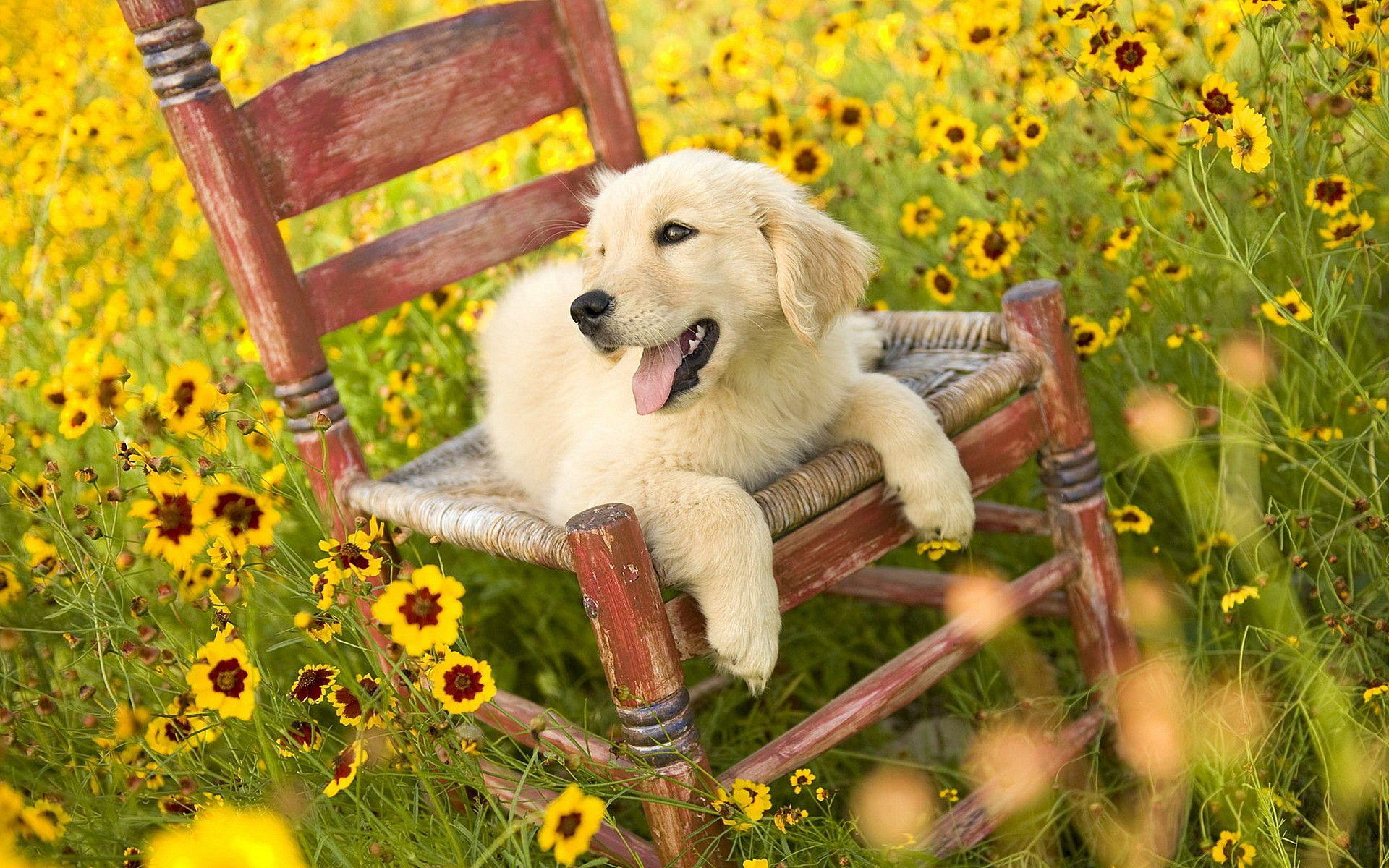 1920x1200 Summertime Dogs Wallpapers