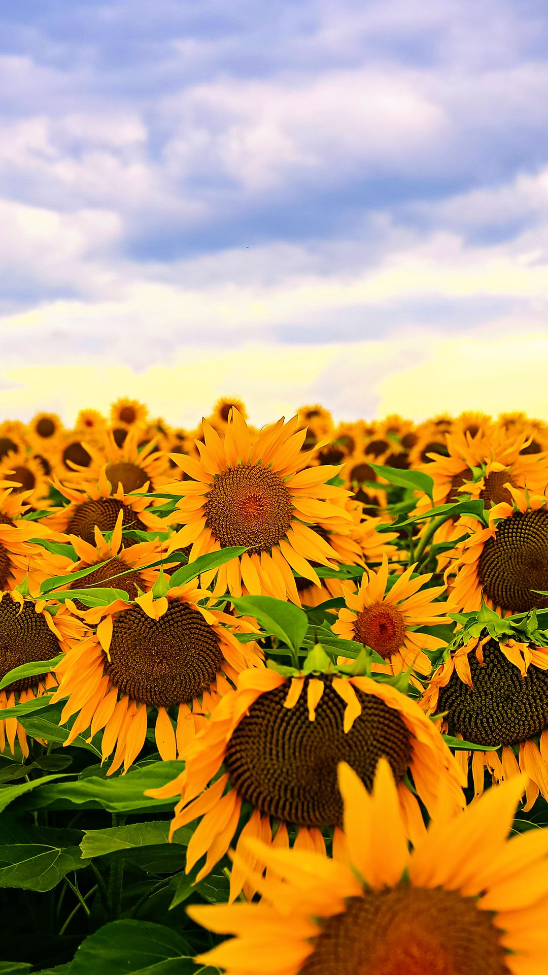 1080x1920 Sunflowers Wallpaper