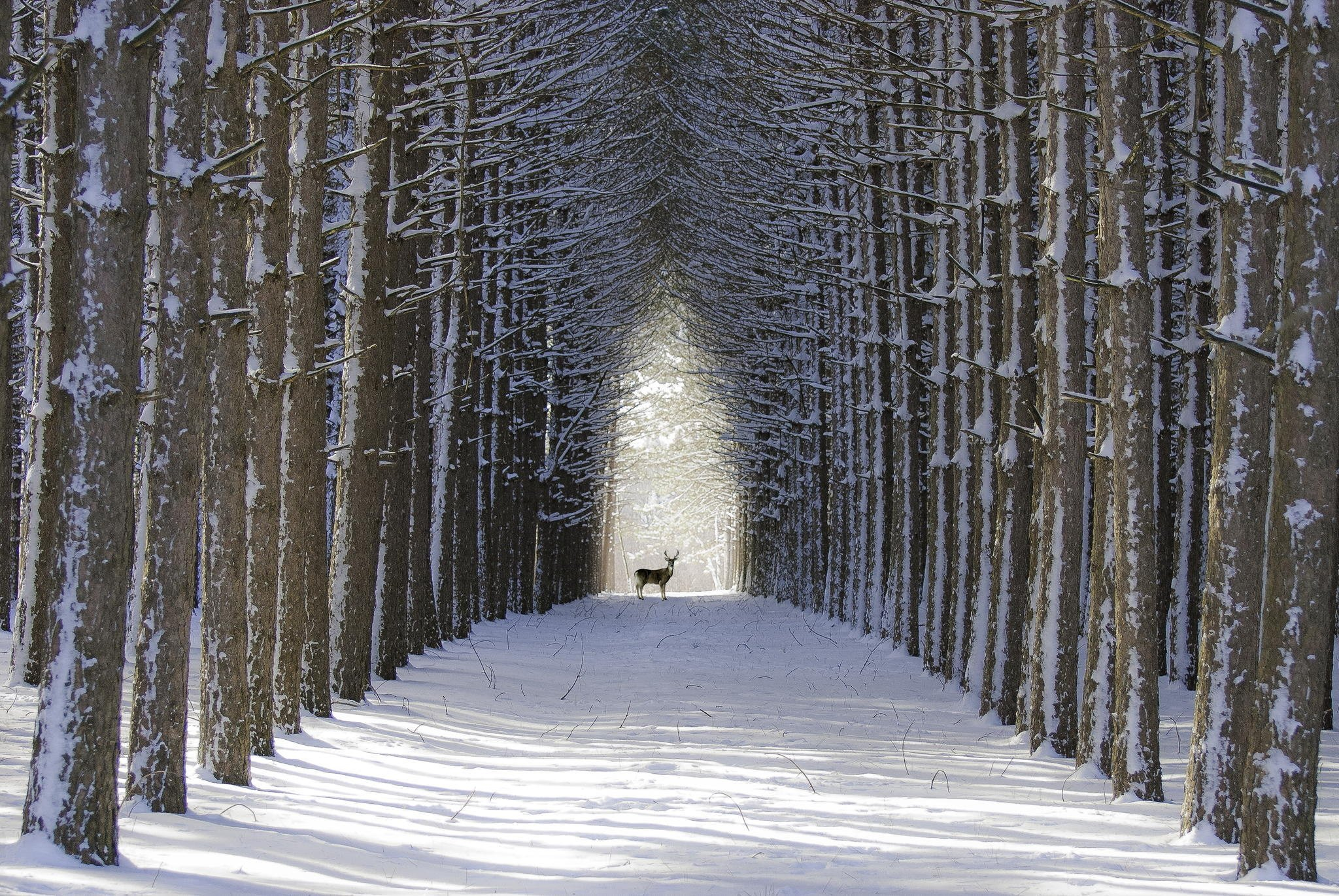 2048x1371 deer, Alley, Tree, Winter Wallpapers HD / Desktop and Mobile Backgrounds