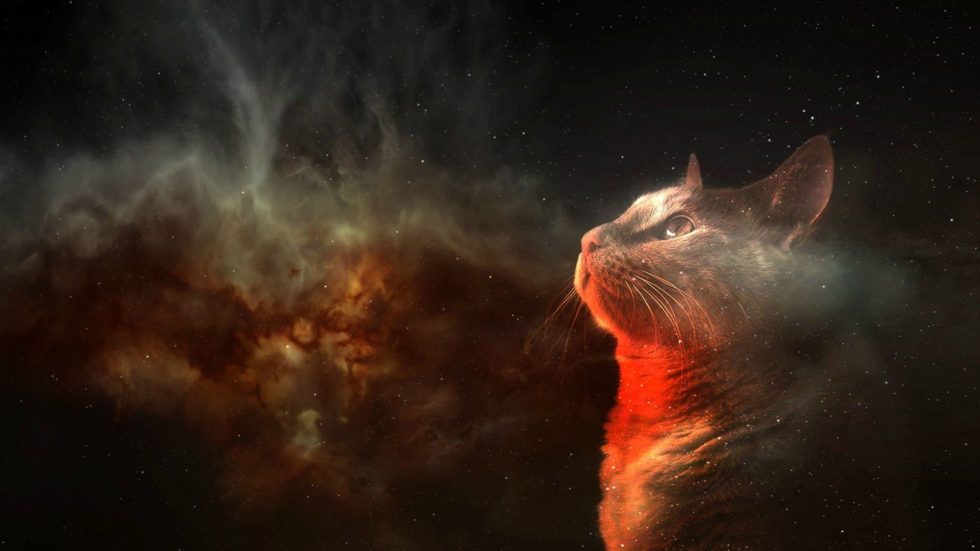 1920x1080 Cats in Space Wallpapers Top Free Cats in Space Backgrounds