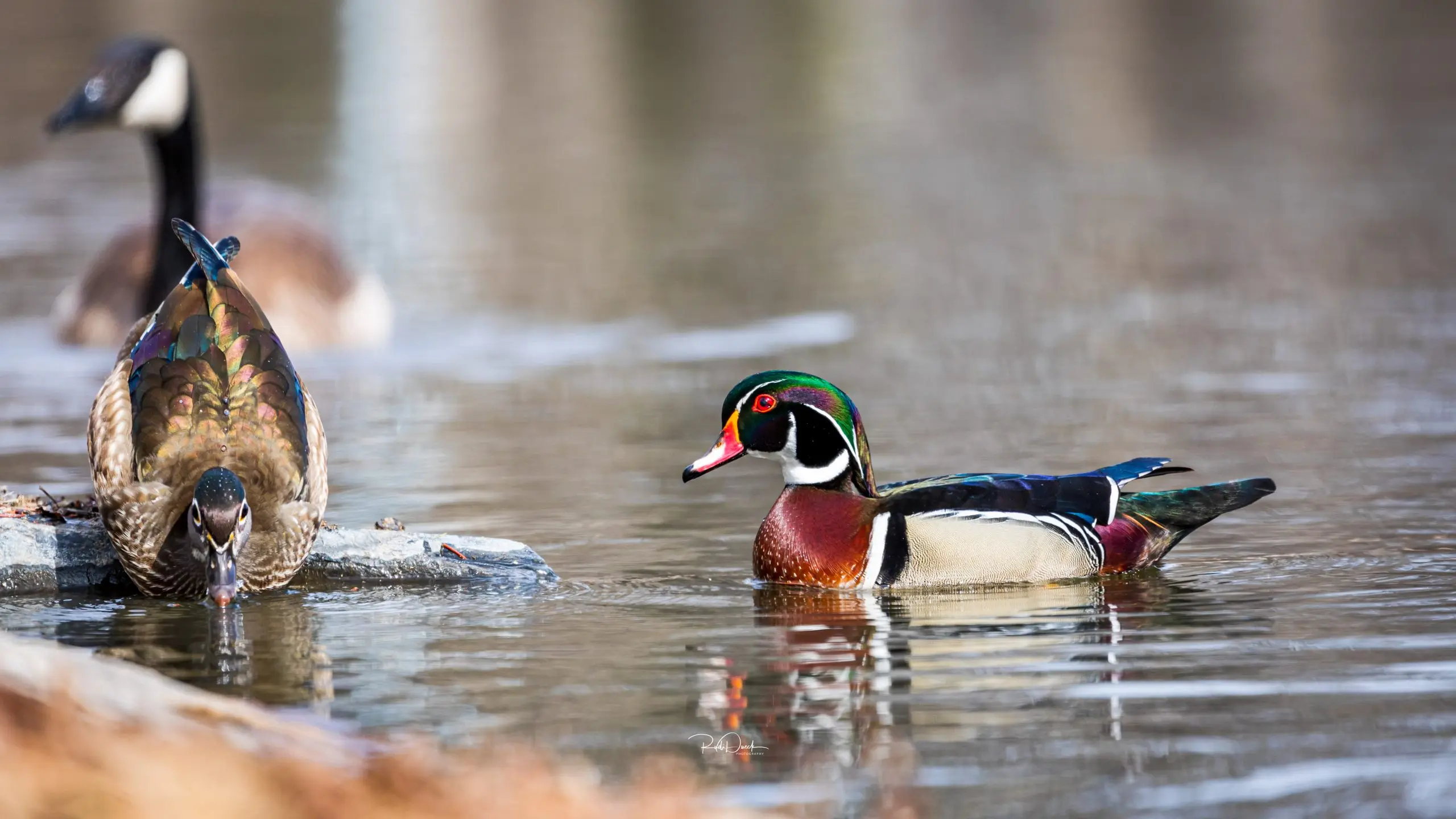 2560x1440 Male and Female Wood Ducks The Nomad Outdoor Adventure Photographer Rudi Dueck | Landscape | Bir | Nature | Insects | Wildlife | Photography
