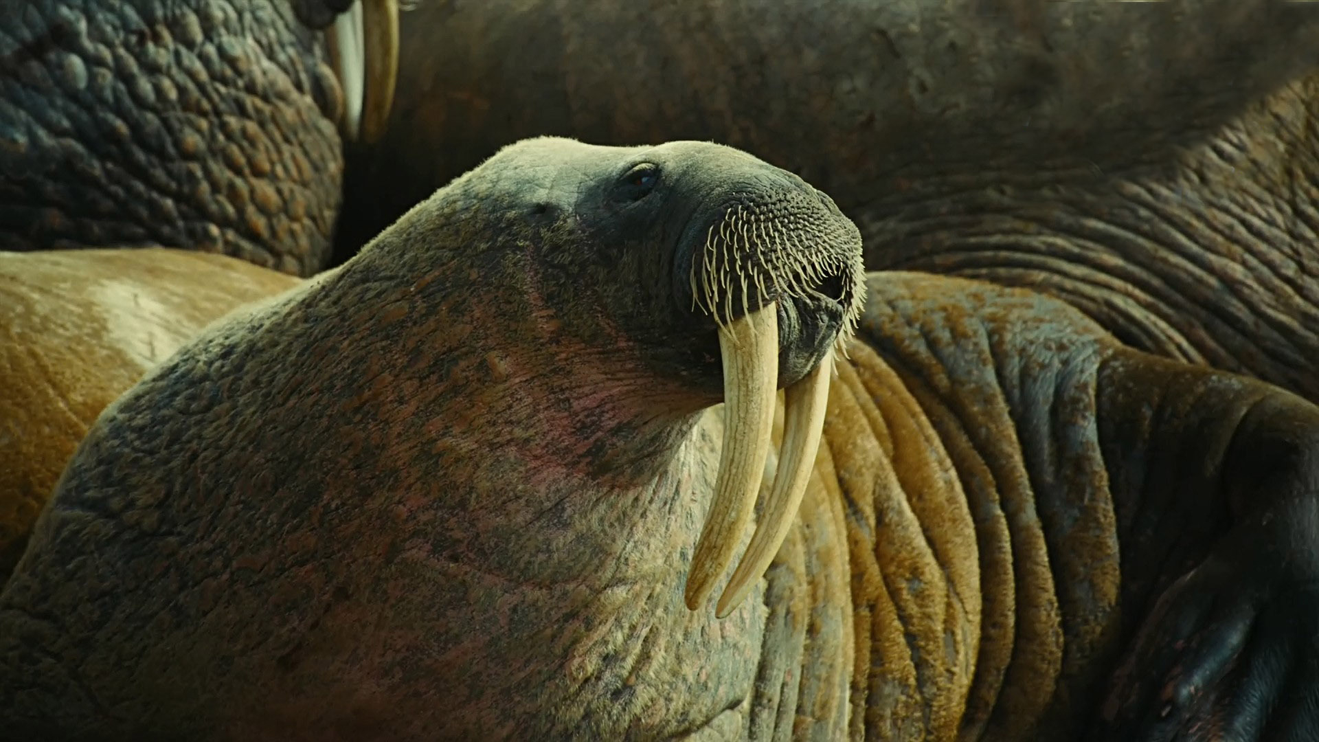 1920x1080 to, The, Arctic, 3d, Walrus, Tusks, Animals, Other, Whiskers, Sealife, Wild, Life, Life, Face, Eyes Wallpapers HD / Desktop and Mobile Backgrounds