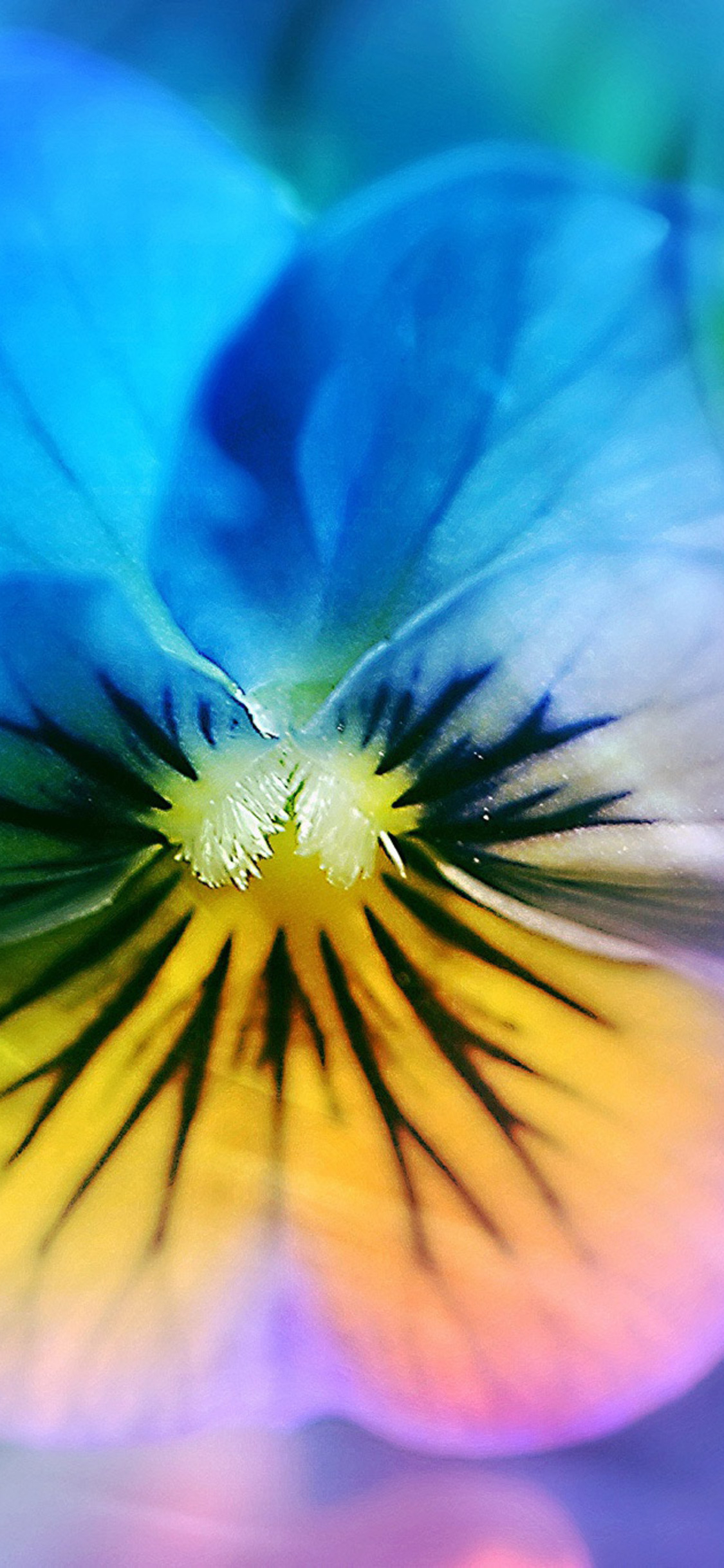1125x2436 Pansy Flower Iphone XS,Iphone 10,Iphone X HD 4k Wallpapers, Images, Backgrounds, Photos and Pictures