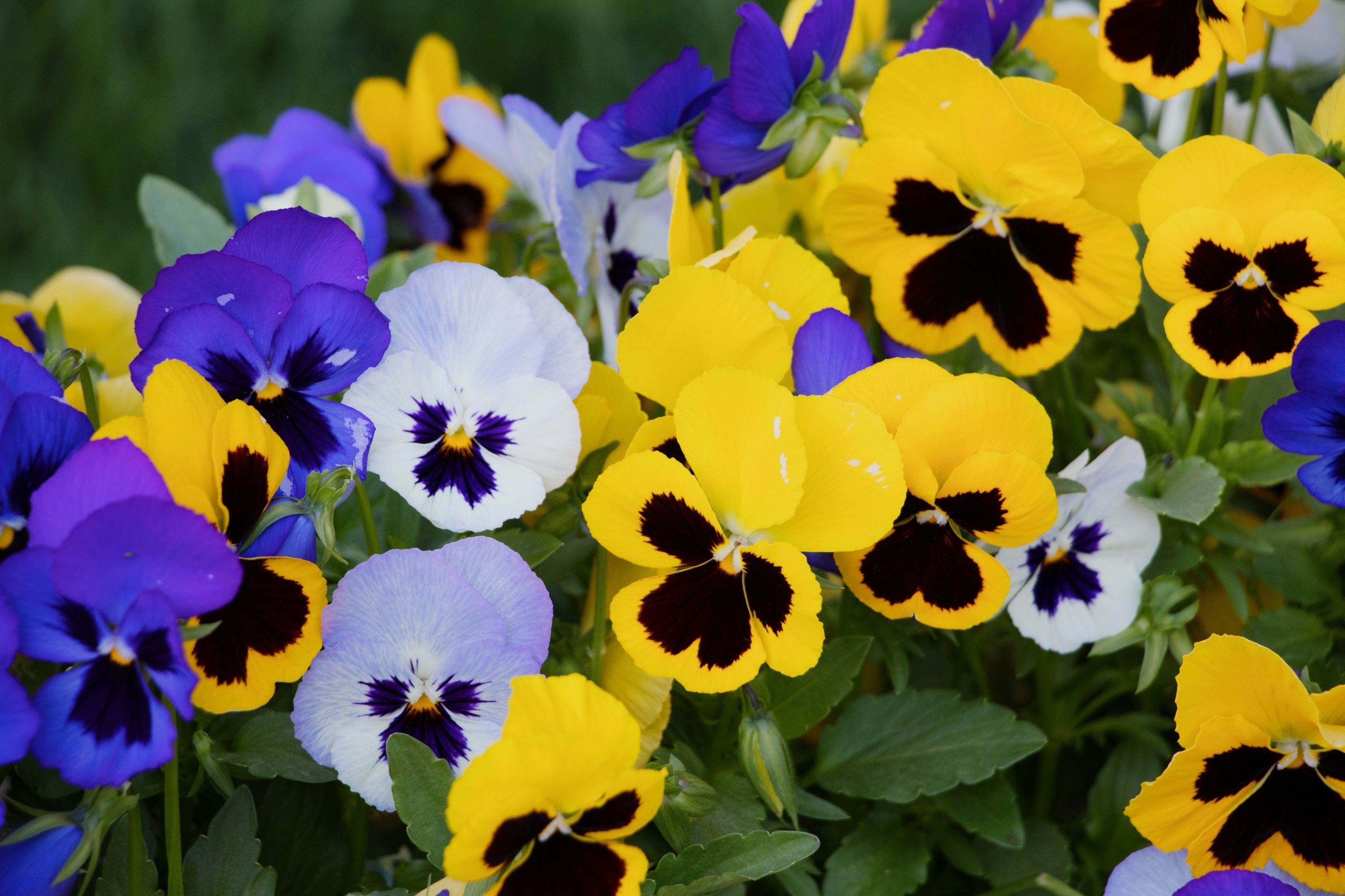 3000x2000 Winter Pansies Best time to plant, gardening tips and more
